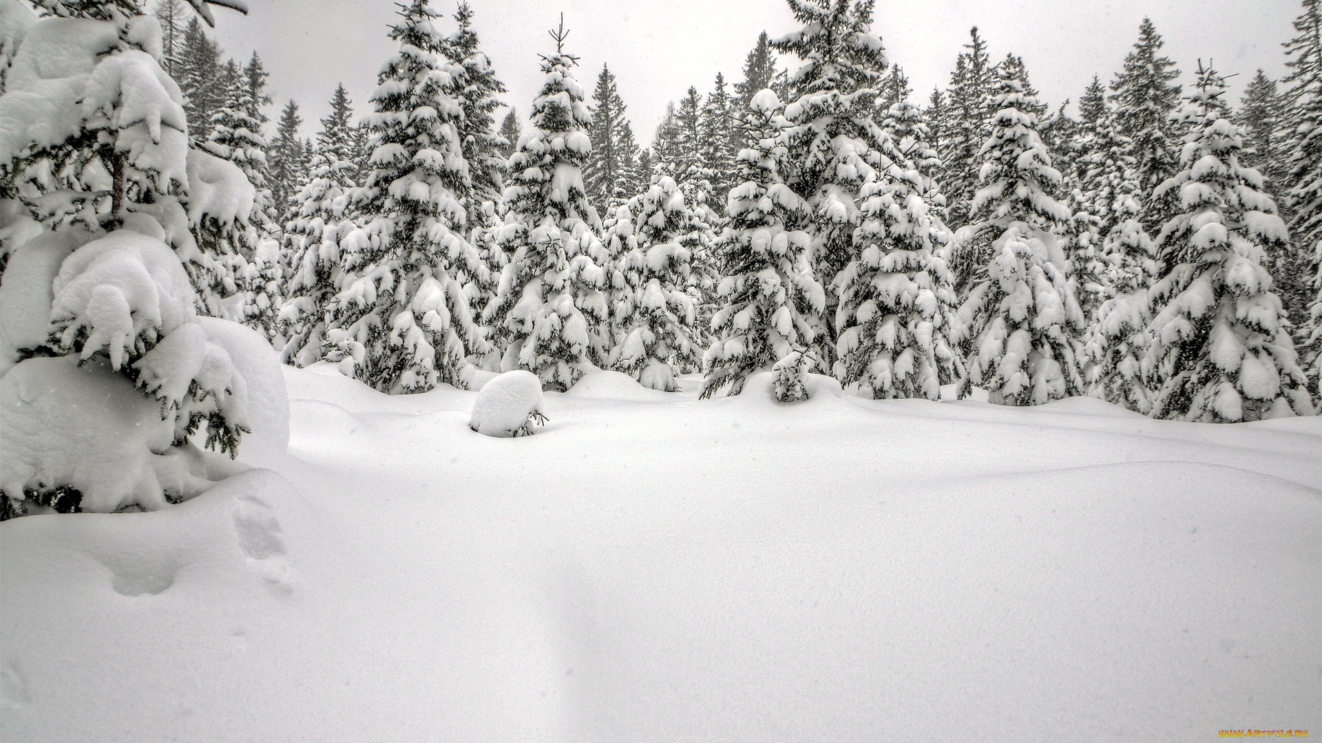 природа, зима, ель, сугробы, лес, снег