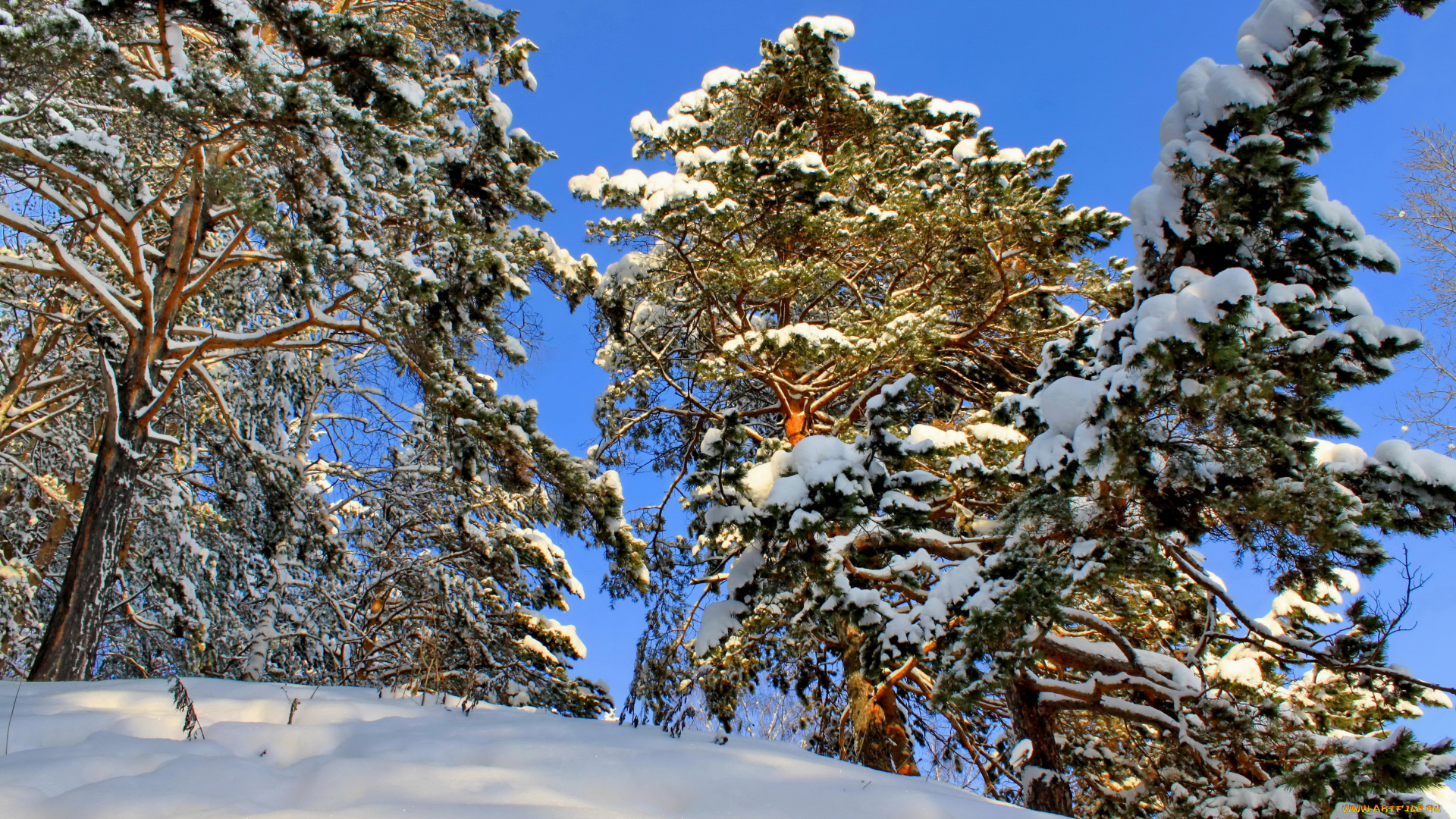 природа, зима, лес, снег