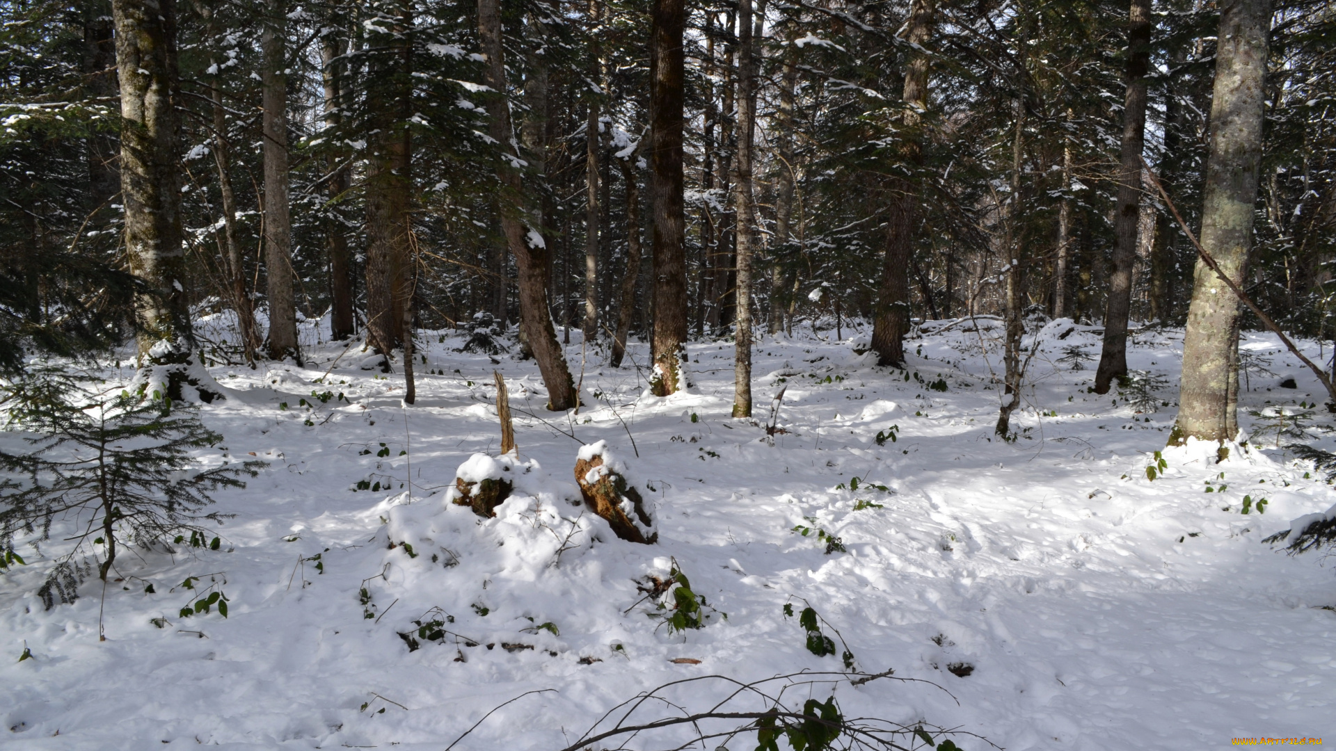 природа, зима, лес, снег