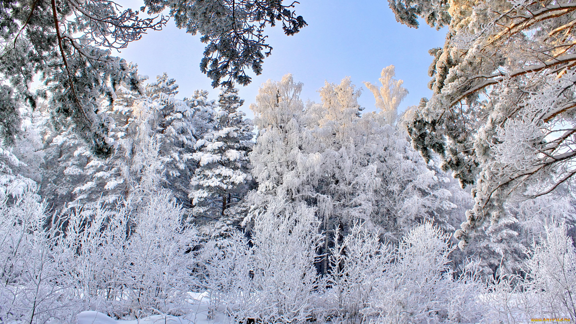 природа, зима, снег