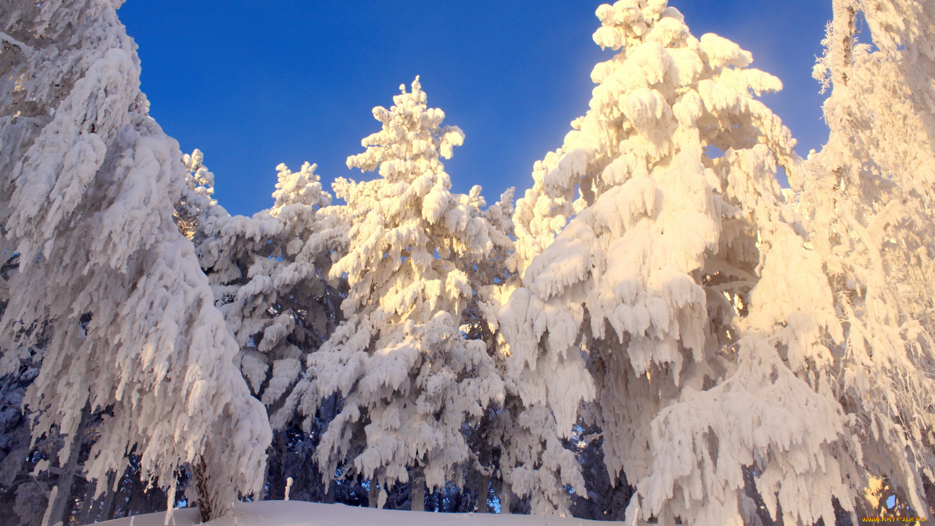 природа, зима, снег, ели