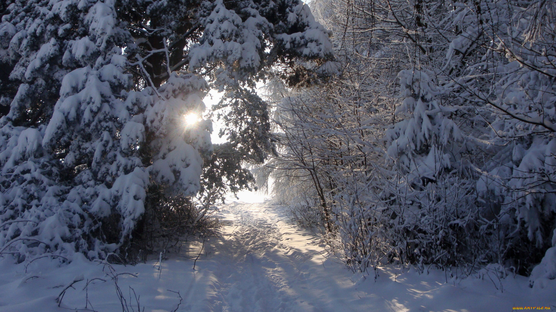 природа, зима, снег, лес