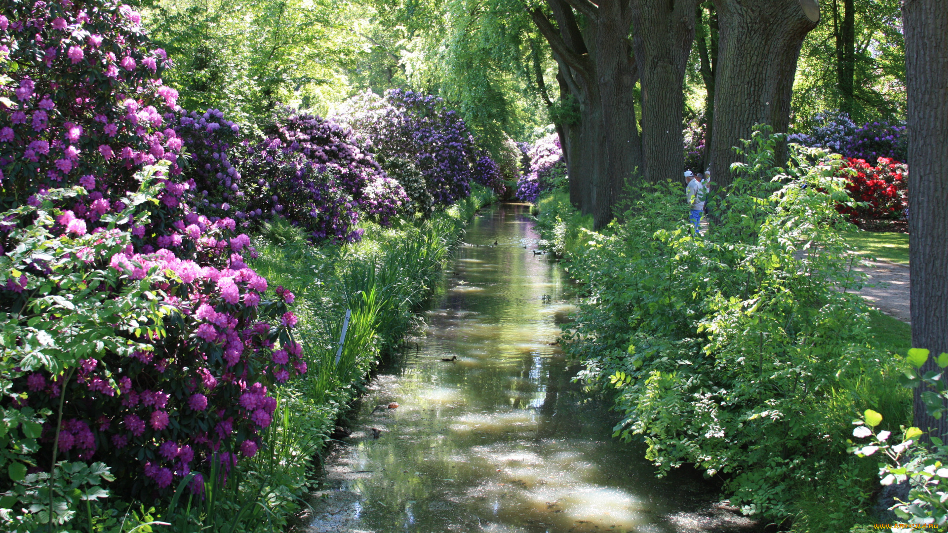 rhododendronpark, bremen, германия, природа, парк, цветы