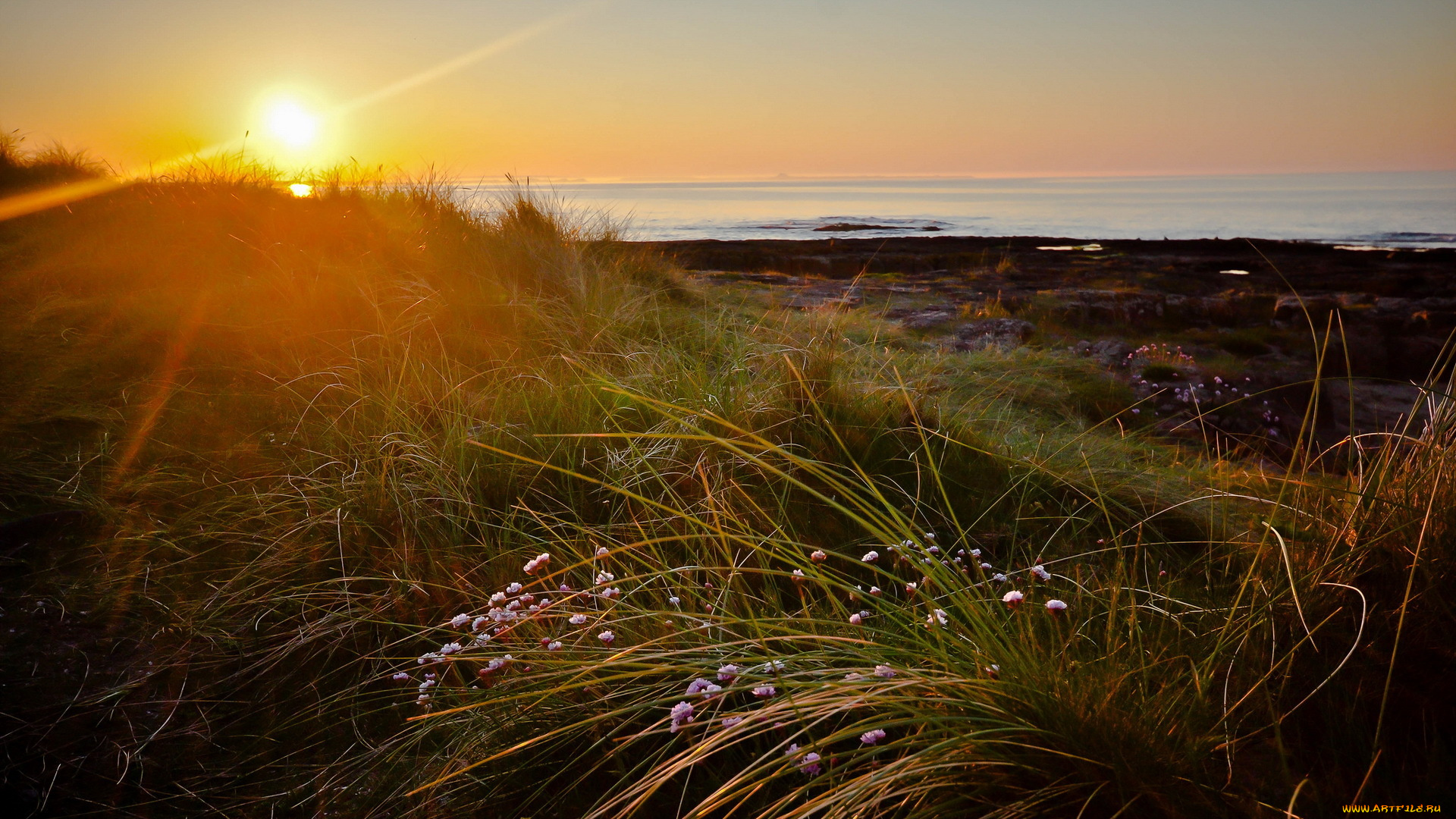 sunrise, природа, восходы, закаты, рассвет, берег, цветы, трава