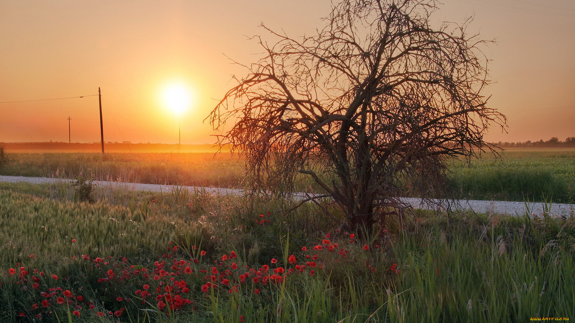 sunset, природа, восходы, закаты, дерево, дорога, поле, закат, трава, цветы