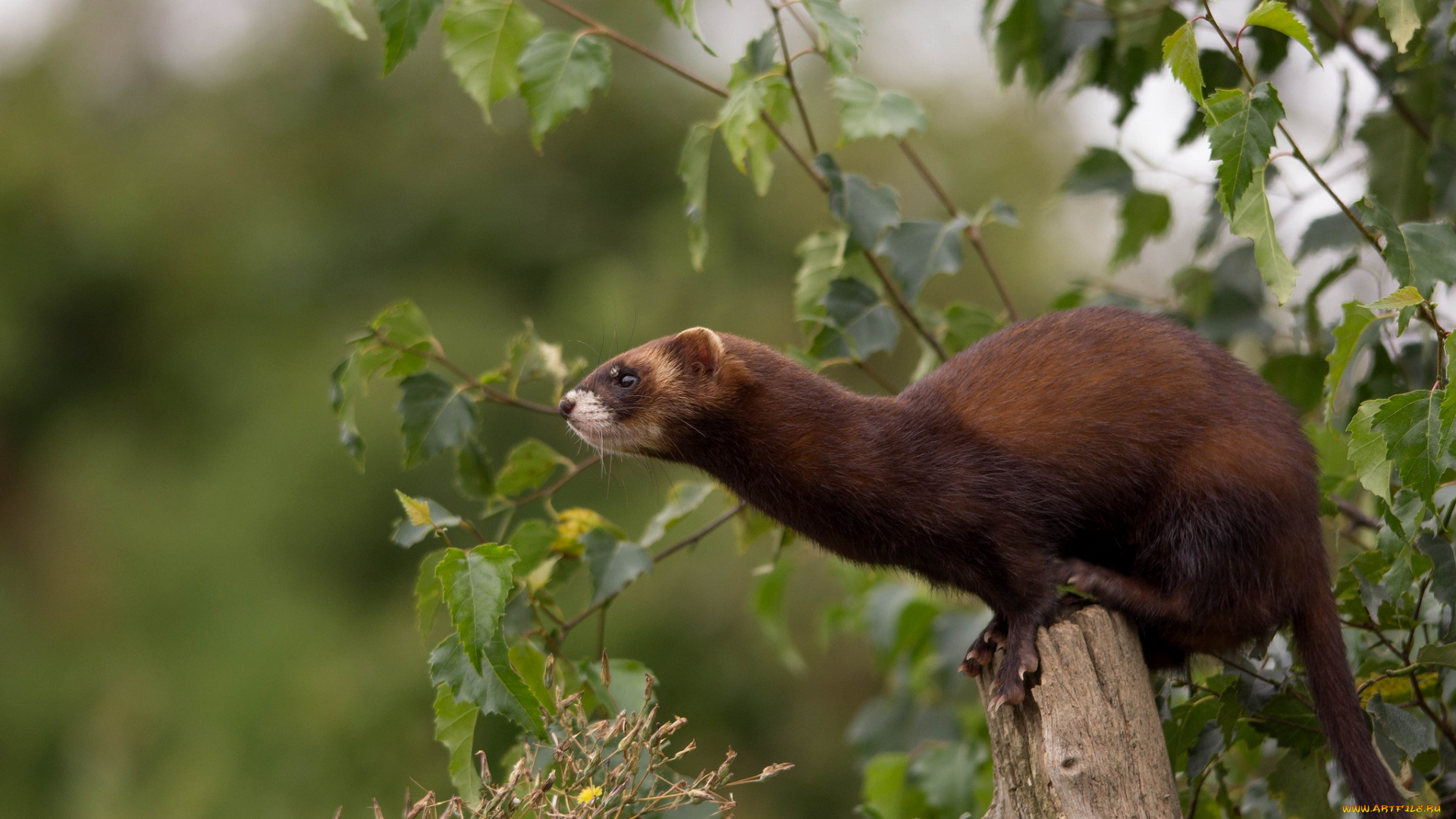 животные, хорьки, ласки, соболи, горностаи, куницы, зверек, шкурка