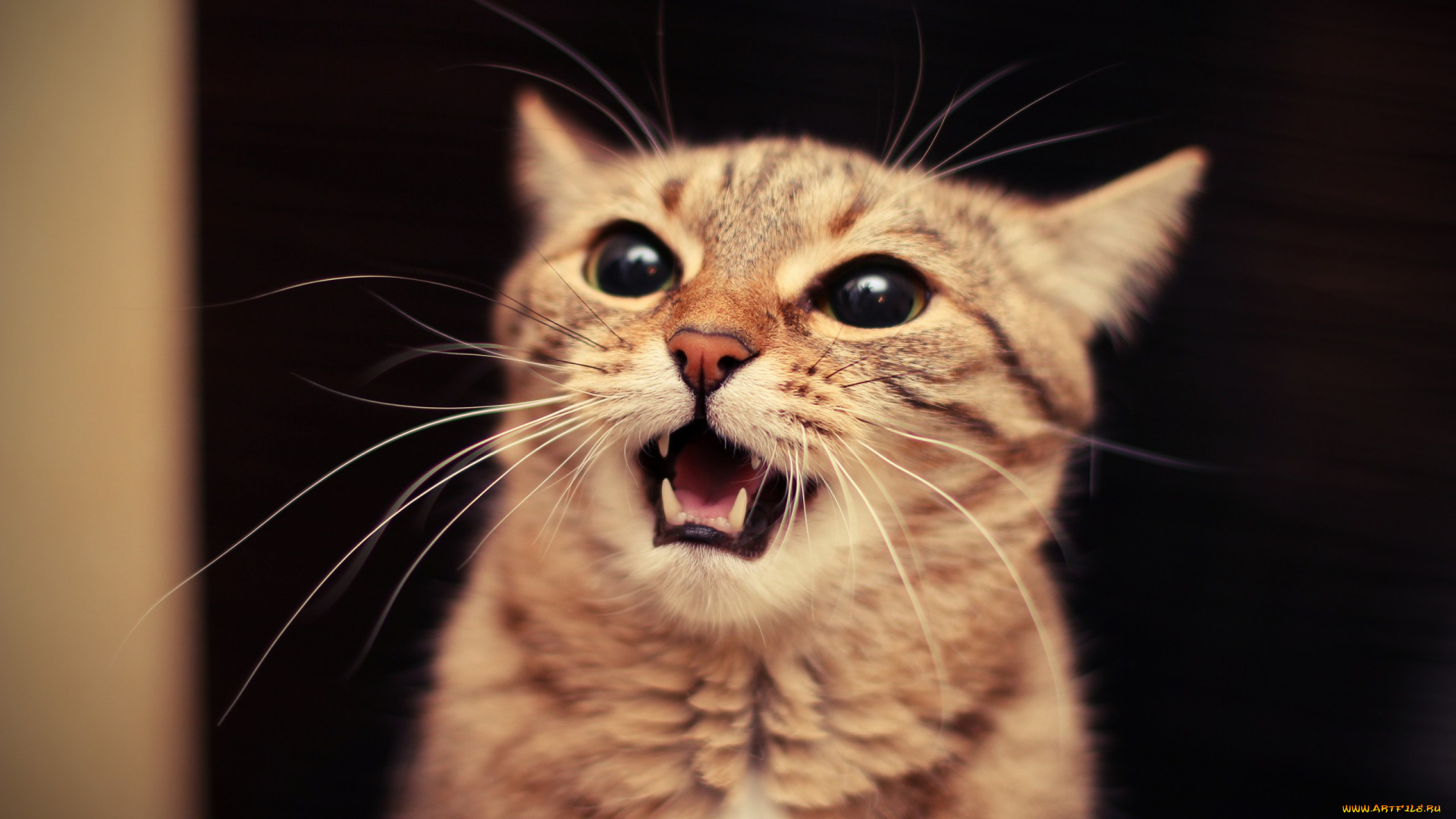 животные, коты, мяуканье, кот, рыжий