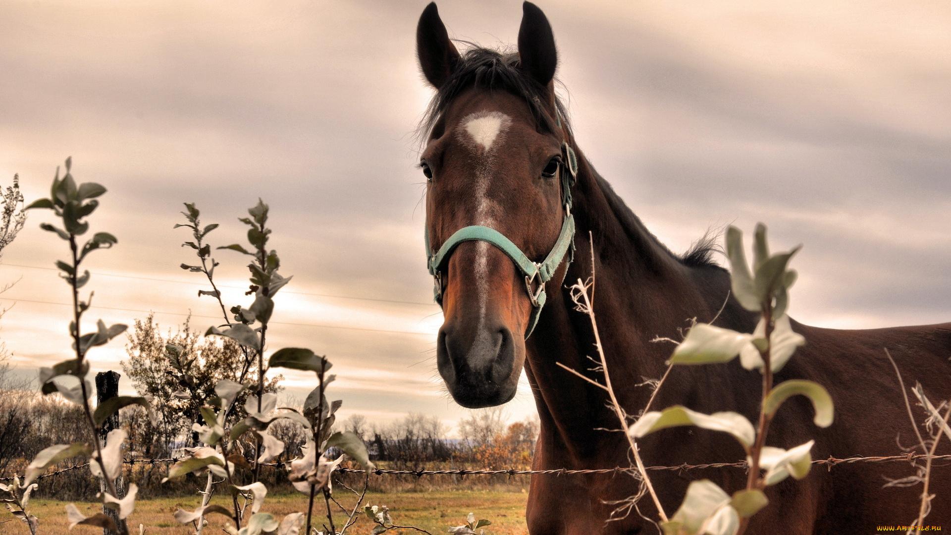 животные, лошади, природа, конь