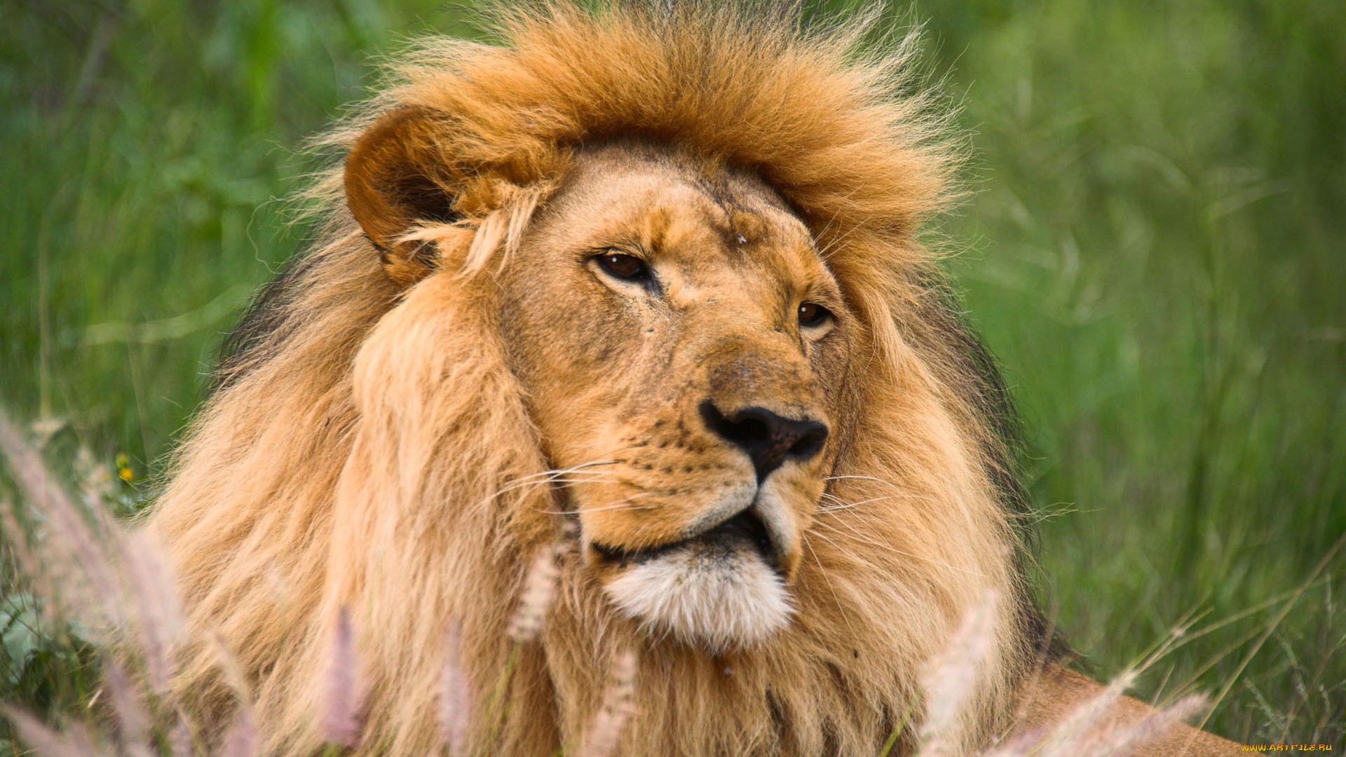 животные, львы, лев, большая, кошка, хищник