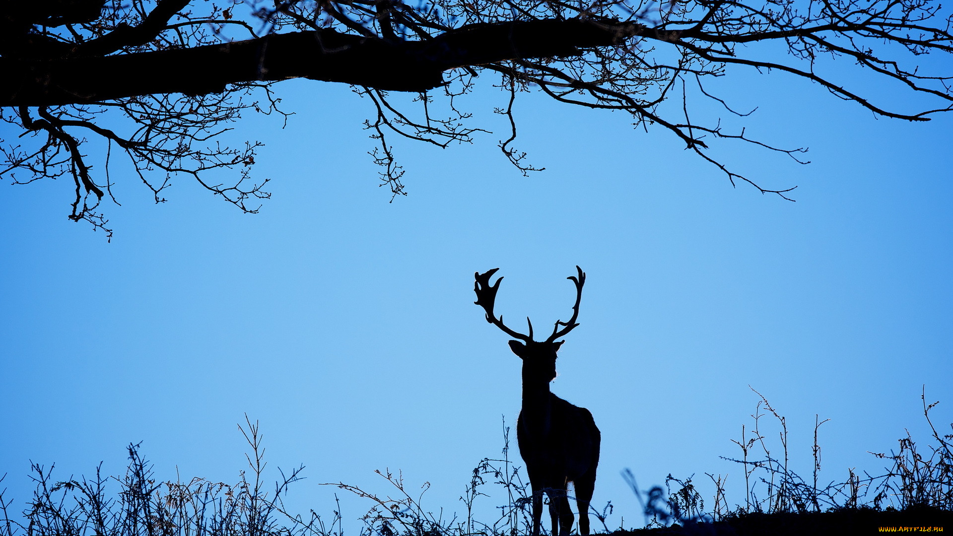 животные, олени, олень, небо, фон