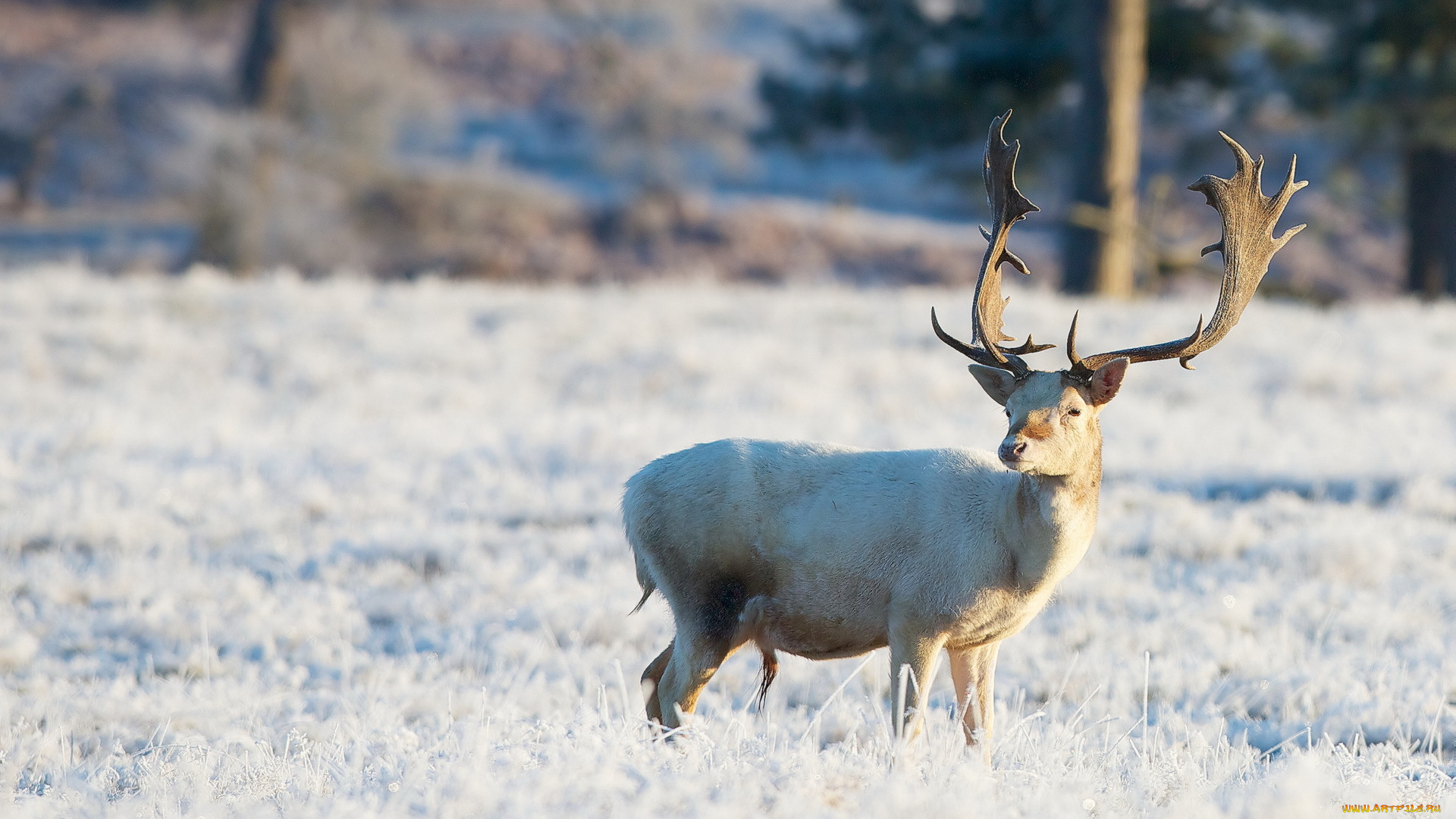 животные, олени, зима, поле, олень