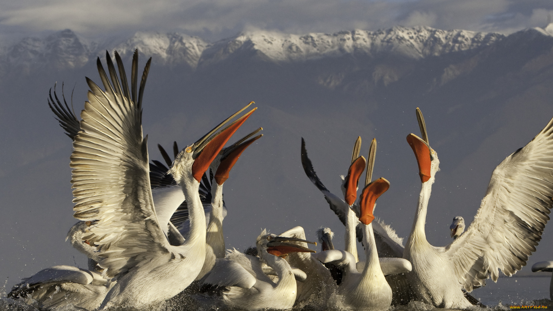 животные, пеликаны, озеро, керкини, брызги, стая, взмахивания, крыльями, горы, водная, гладь