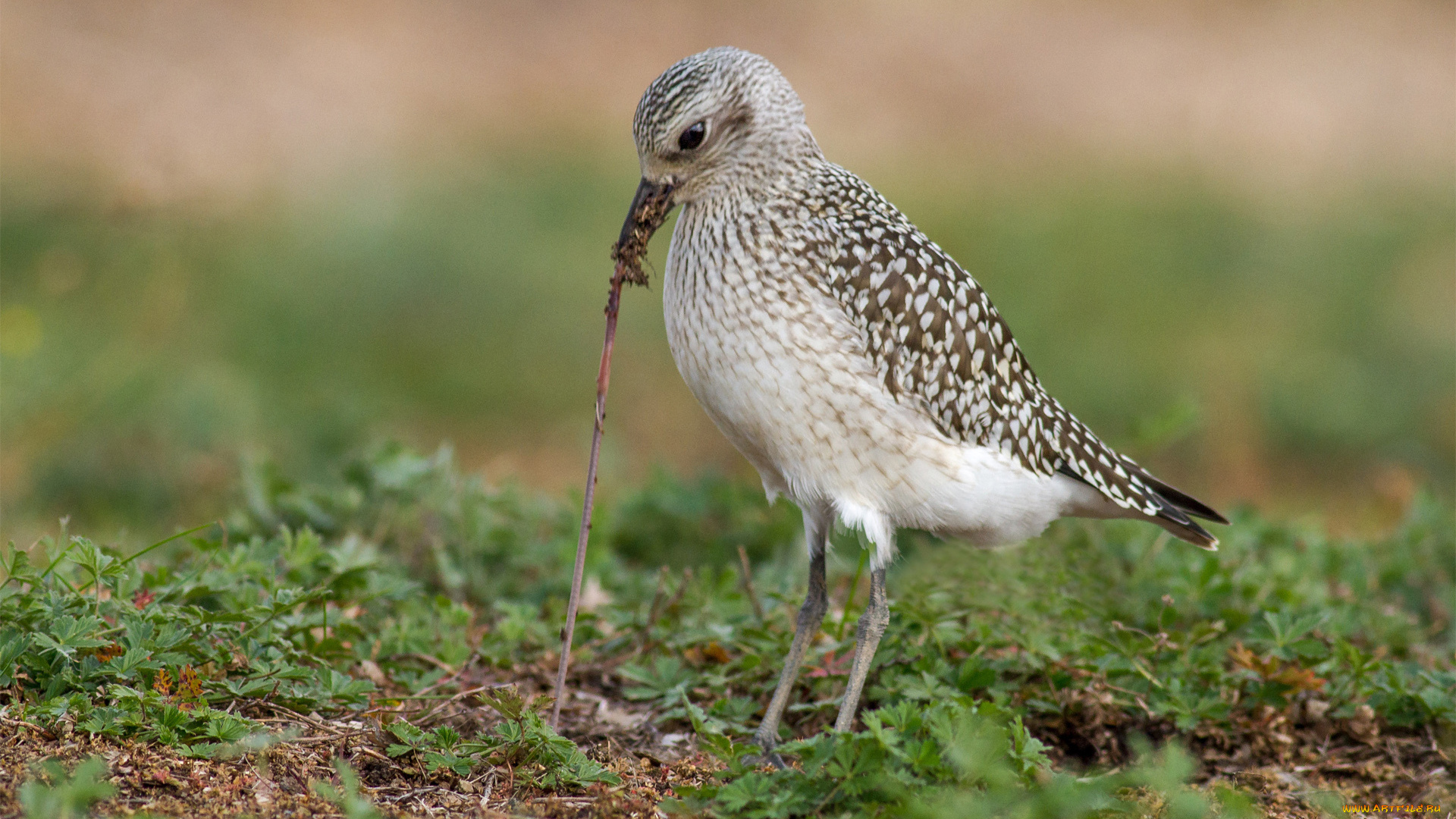 животные, птицы, еда, червяк, птица, трава