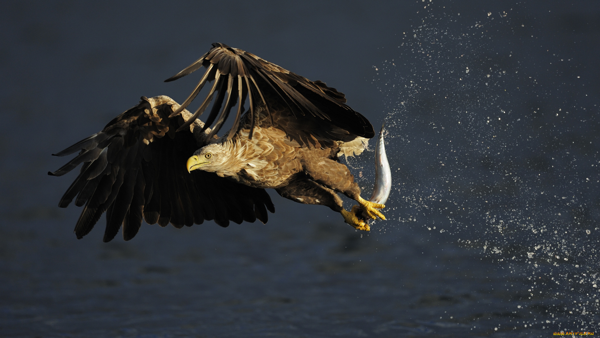 животные, птицы, хищники, добыча, орлан-белохвост, охота