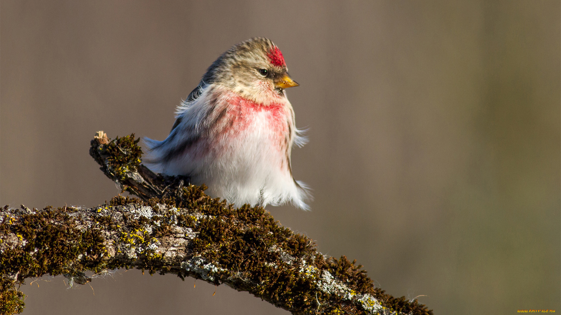 животные, птицы, ветка, птица, перья, мох