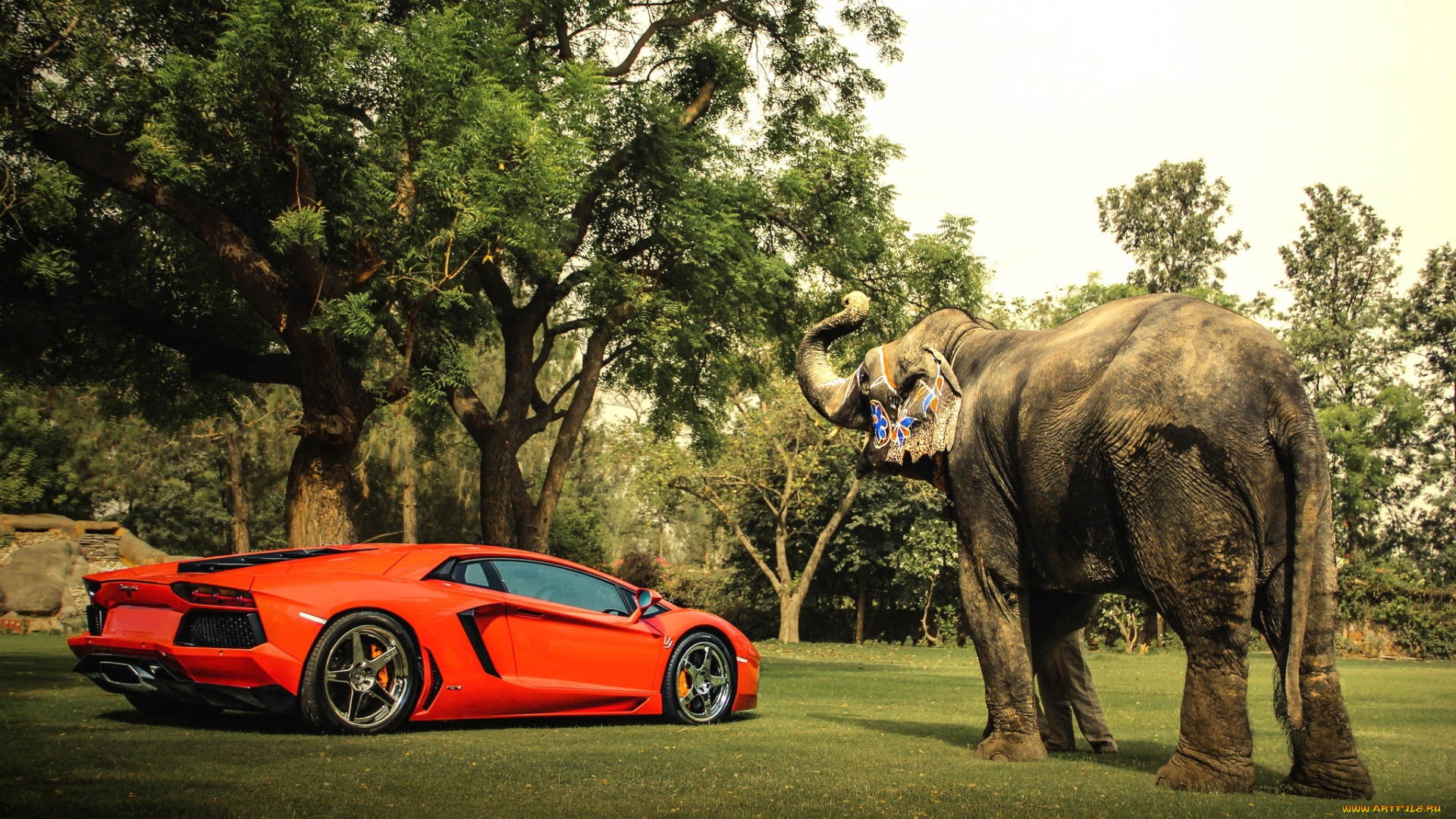 животные, слоны, тень, небо, деревья, авентадор, ламборгини, слон, вид, сбоку, оранжевый