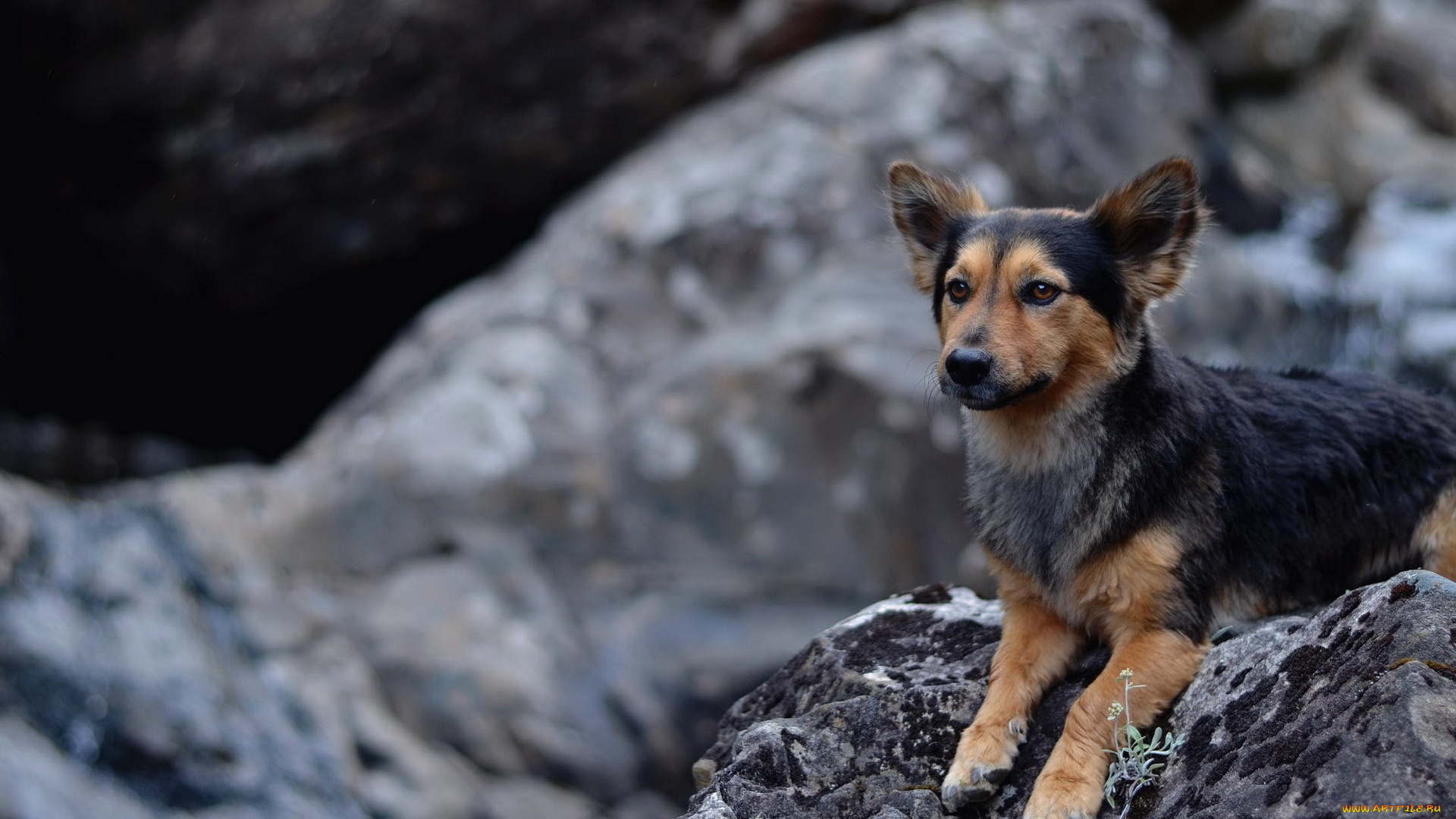 животные, собаки, камни, собака