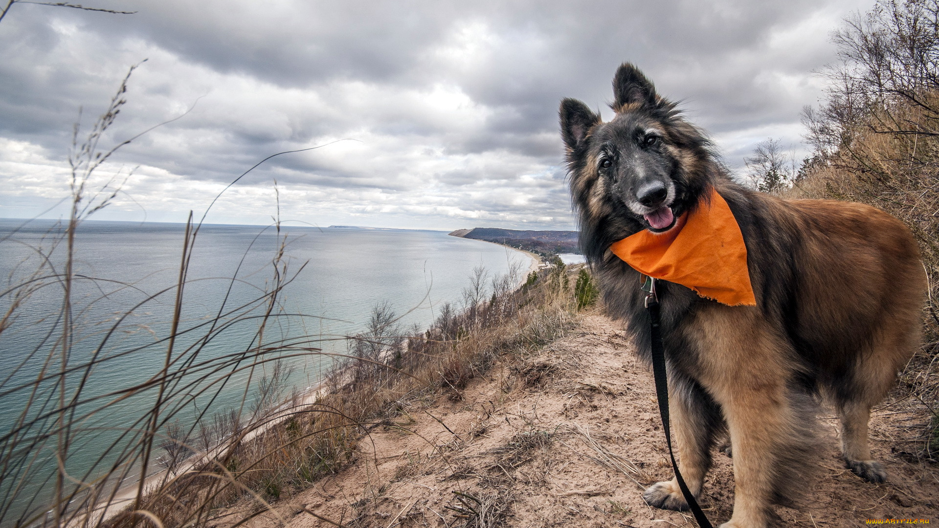 животные, собаки, взгляд, друг, собака