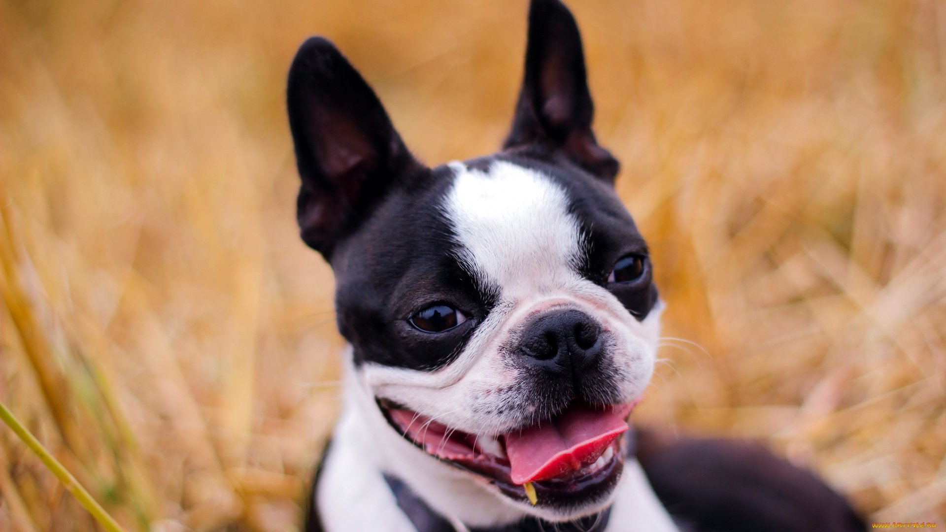 животные, собаки, взгляд, собака