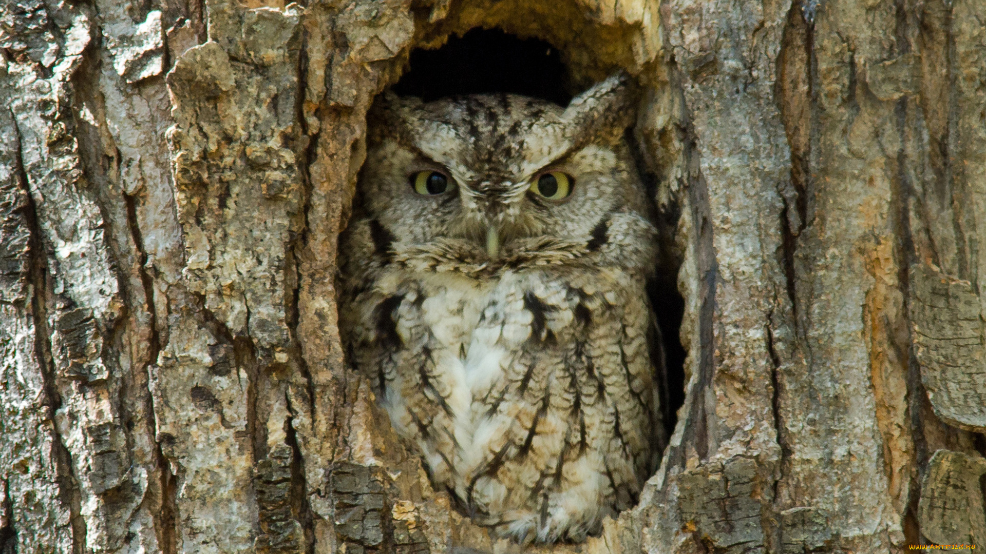 животные, совы, кора, дупло, филин, солнечно, дерево