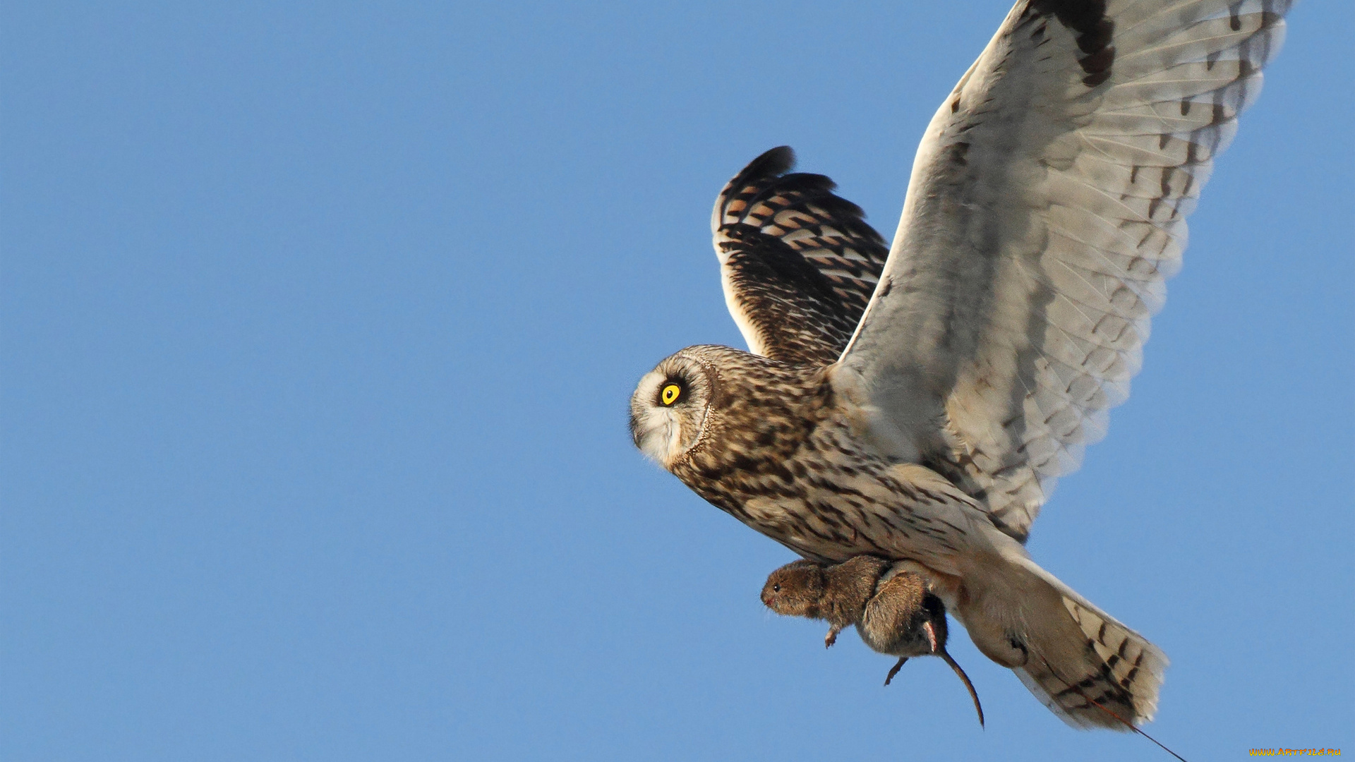 животные, совы, небо, добыча, охота, еда, полет, грызун, сова
