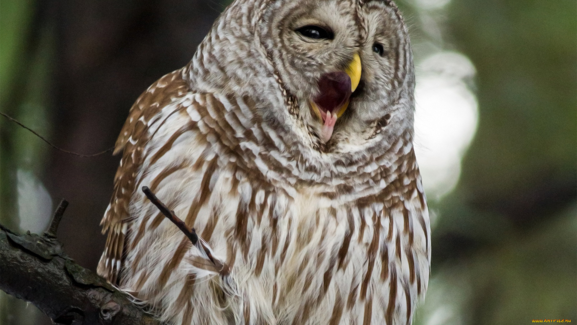 животные, совы, птица, сова, клюв, ветка, оперение