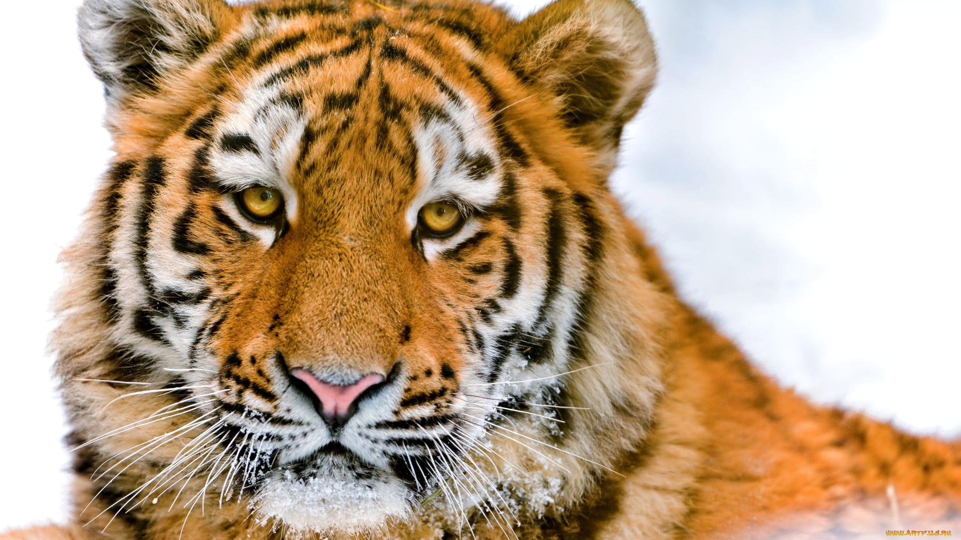 животные, тигры, морда, портрет, красавец