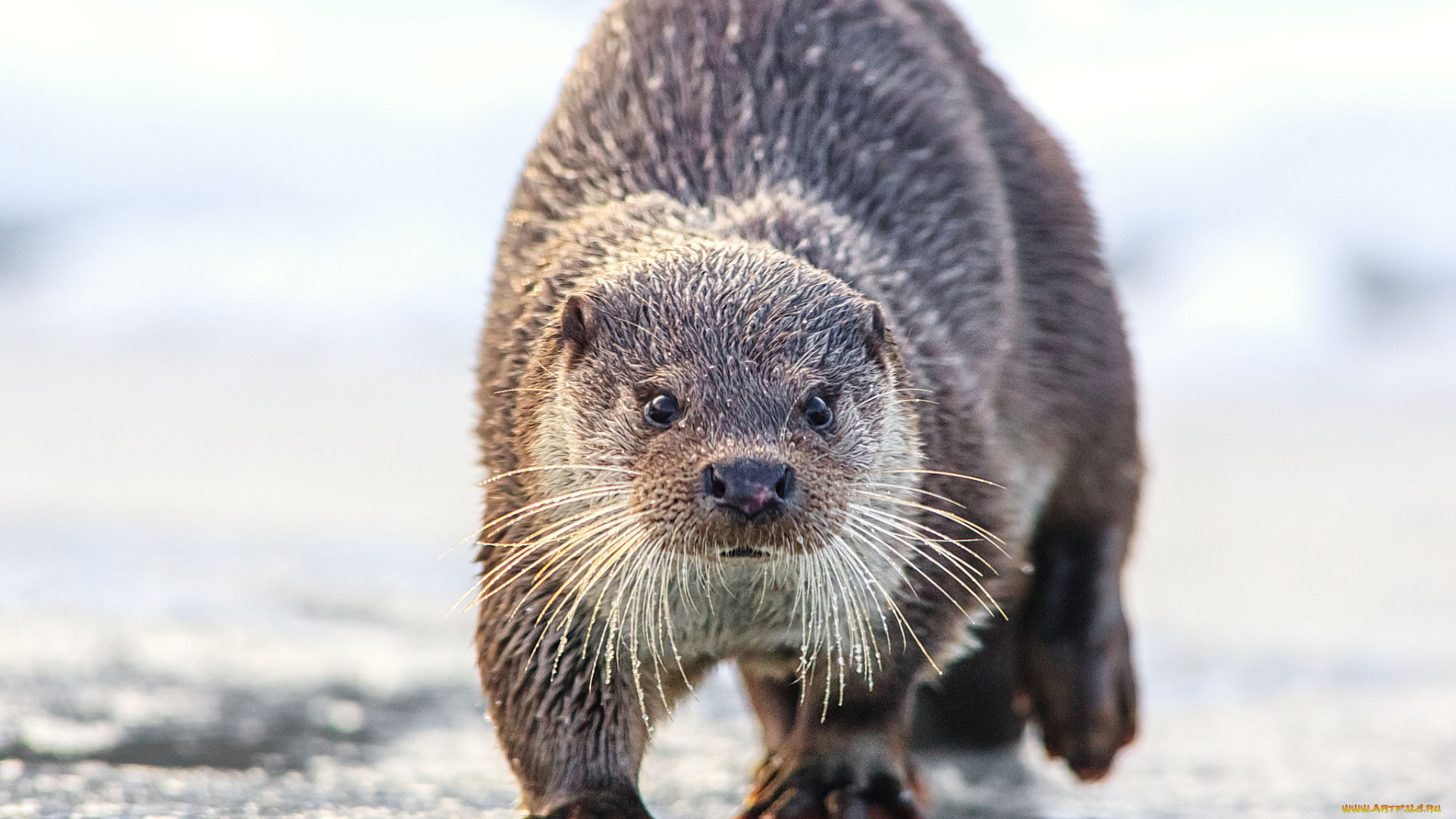 животные, выдры, каланы, ондатры, выдра