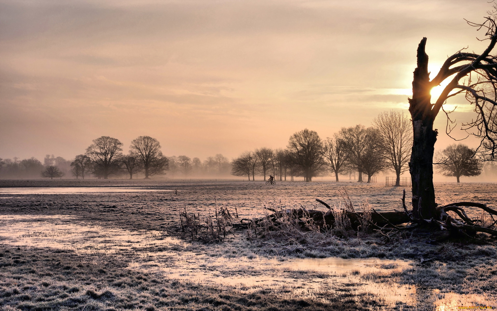 природа, деревья, трава, иней, дерево, тучи, свет, поле