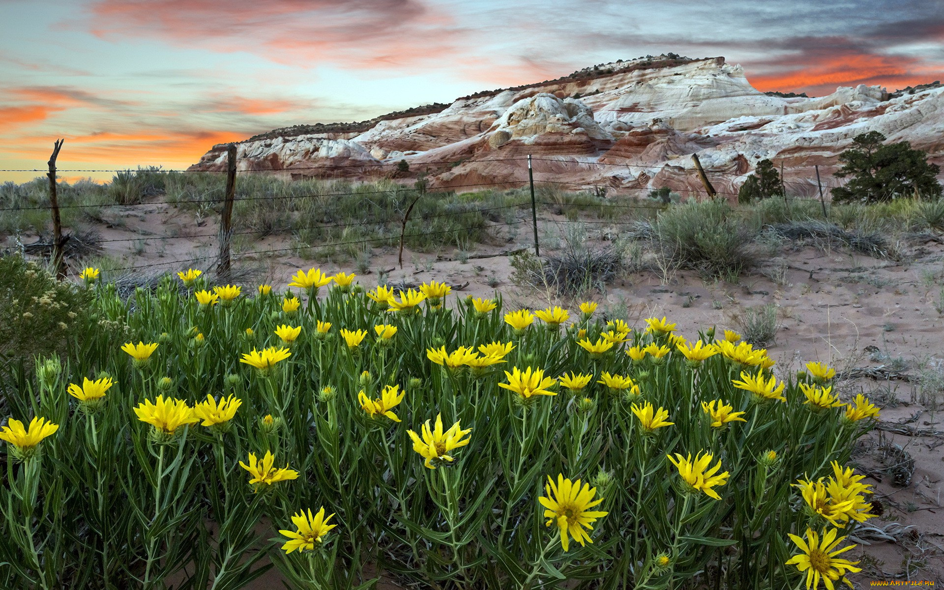 природа, луга, камни, цветы, холм, изгородь