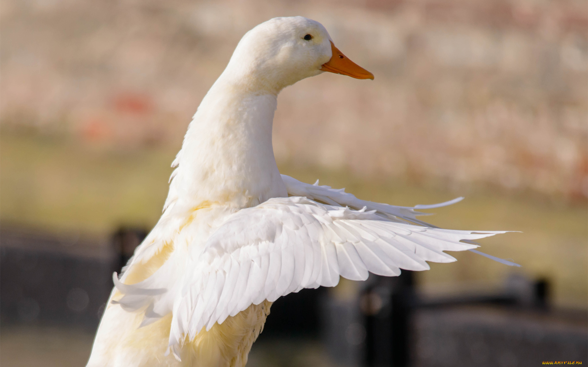 животные, гуси, птица, крылья