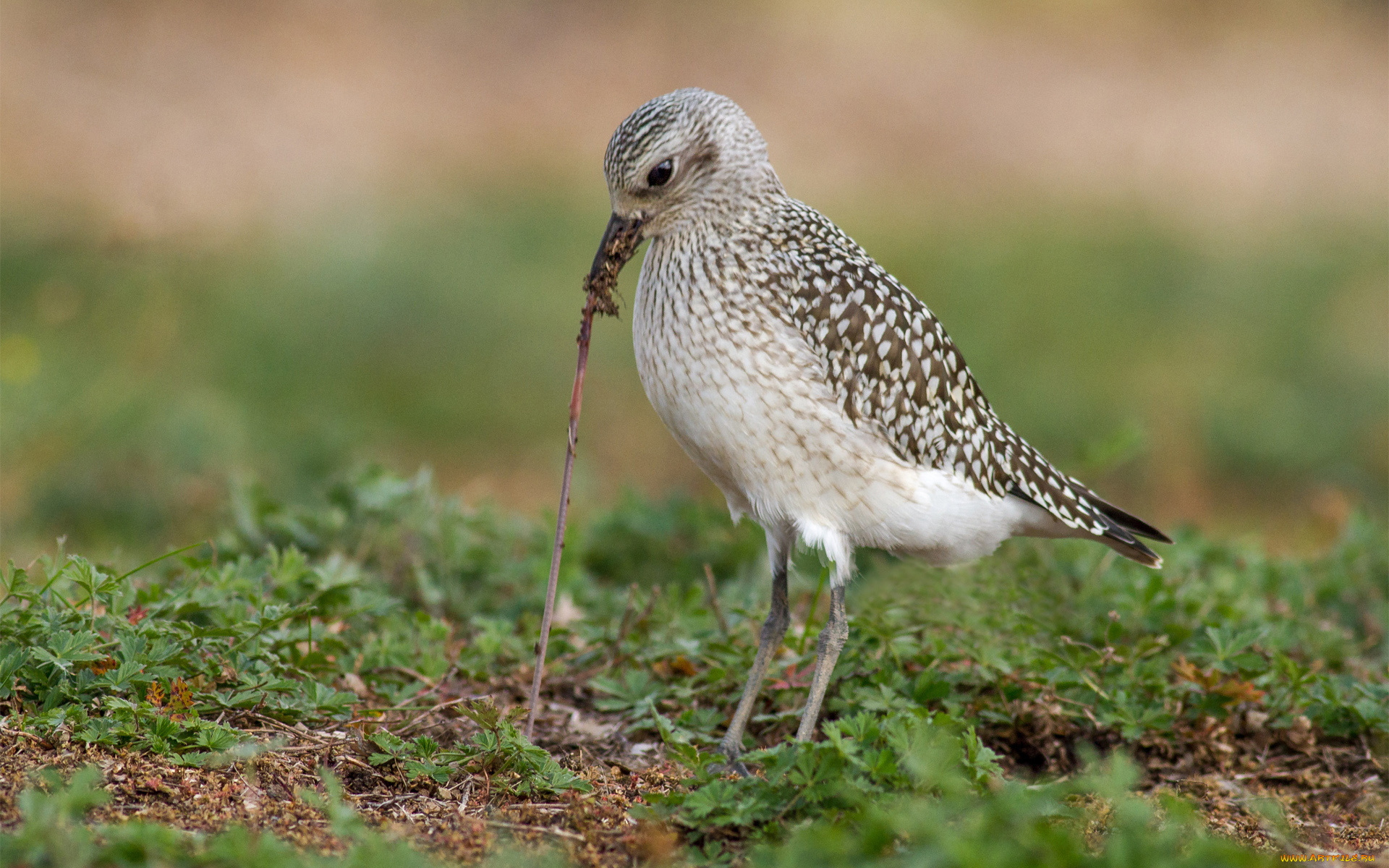 животные, птицы, еда, червяк, птица, трава