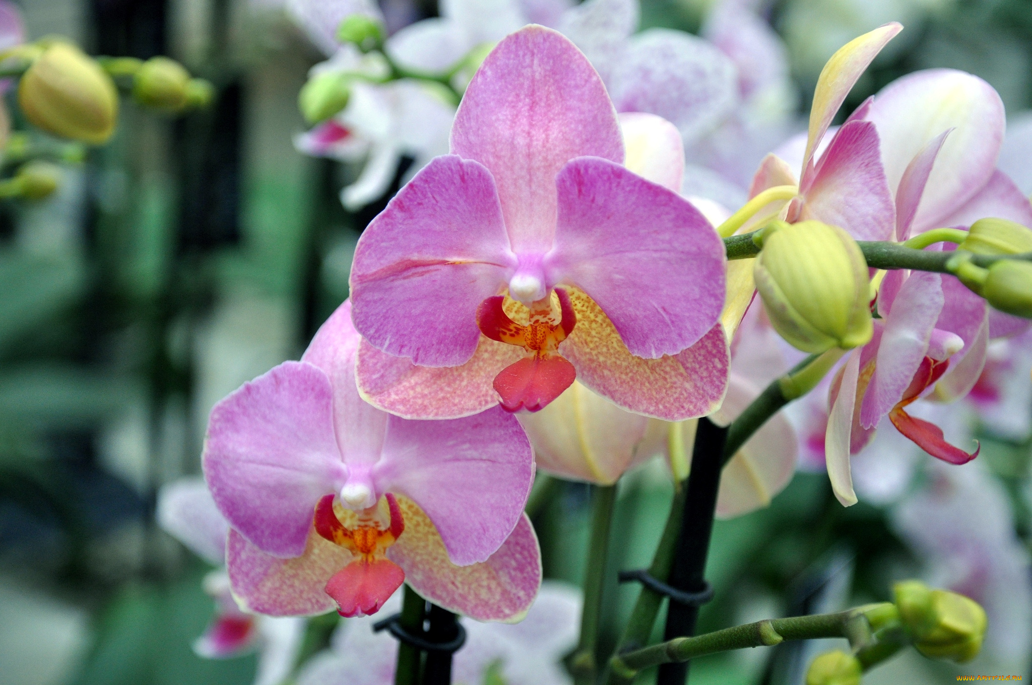 цветы, орхидеи, розовый