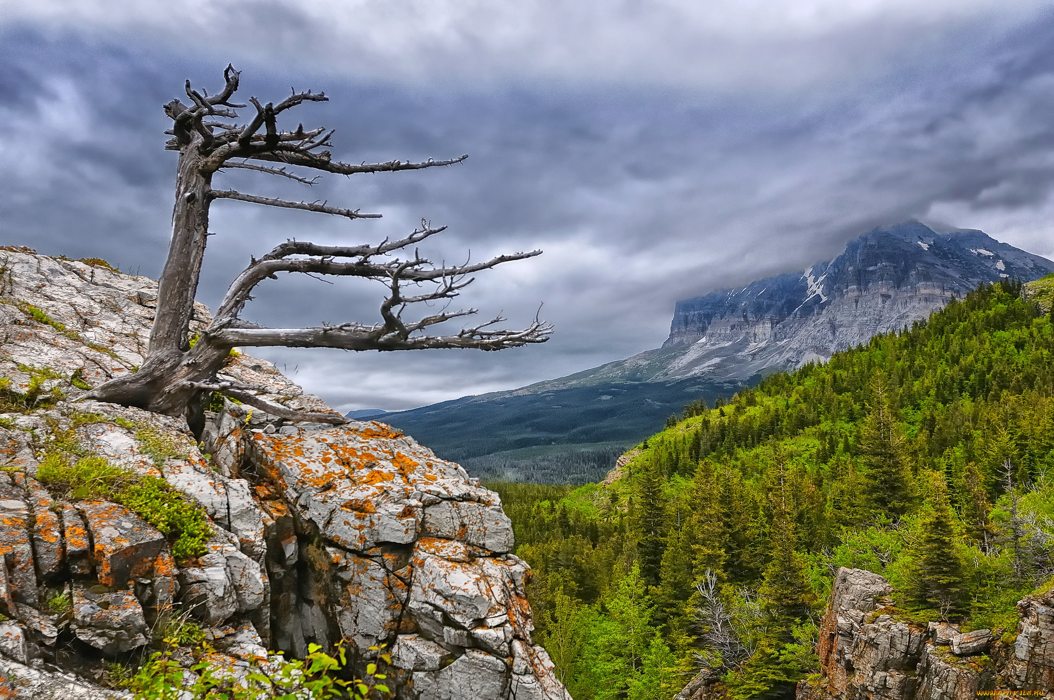 glacier, national, park, природа, горы, дерево, лес
