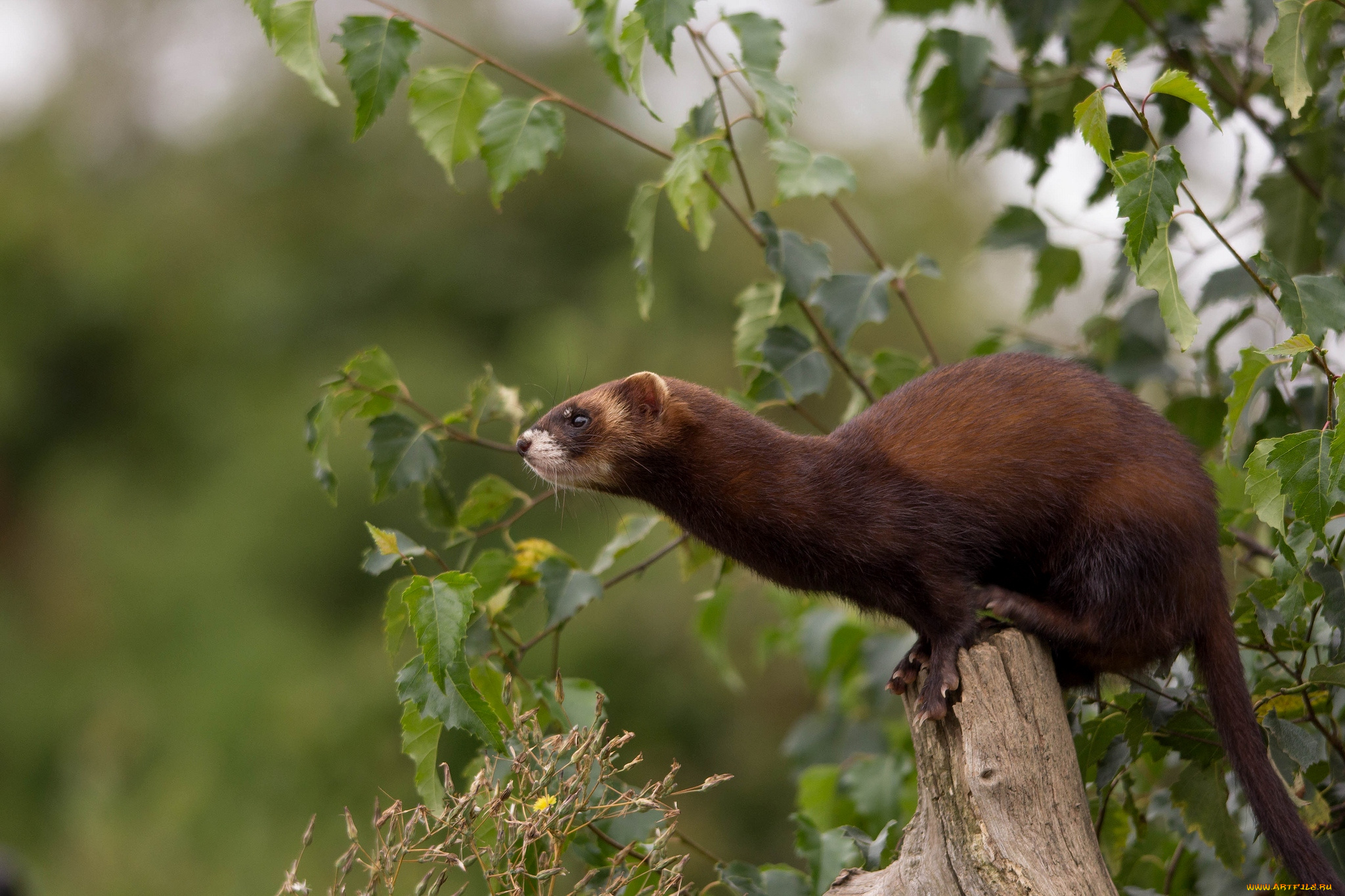 животные, хорьки, ласки, соболи, горностаи, куницы, зверек, шкурка