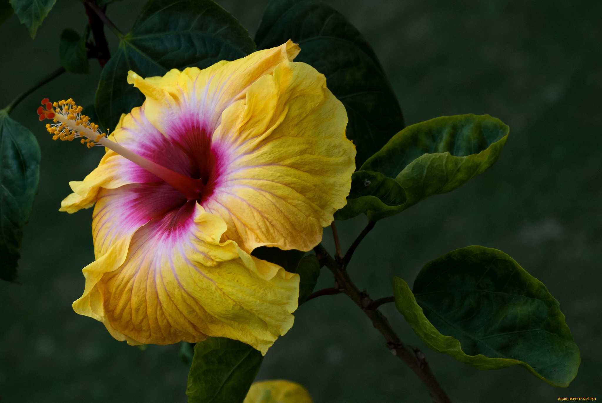 цветы, гибискусы, желтый