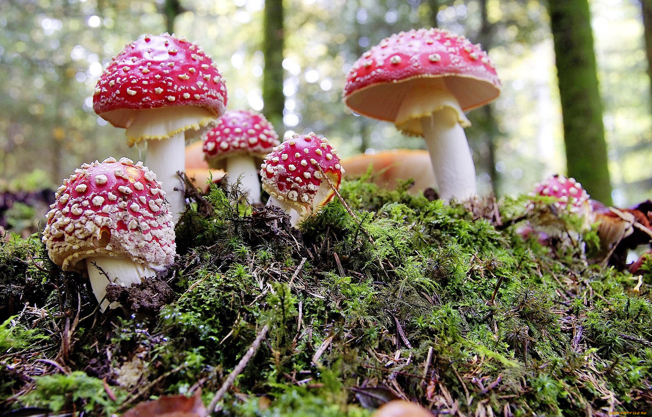 природа, грибы, мухомор, семейка