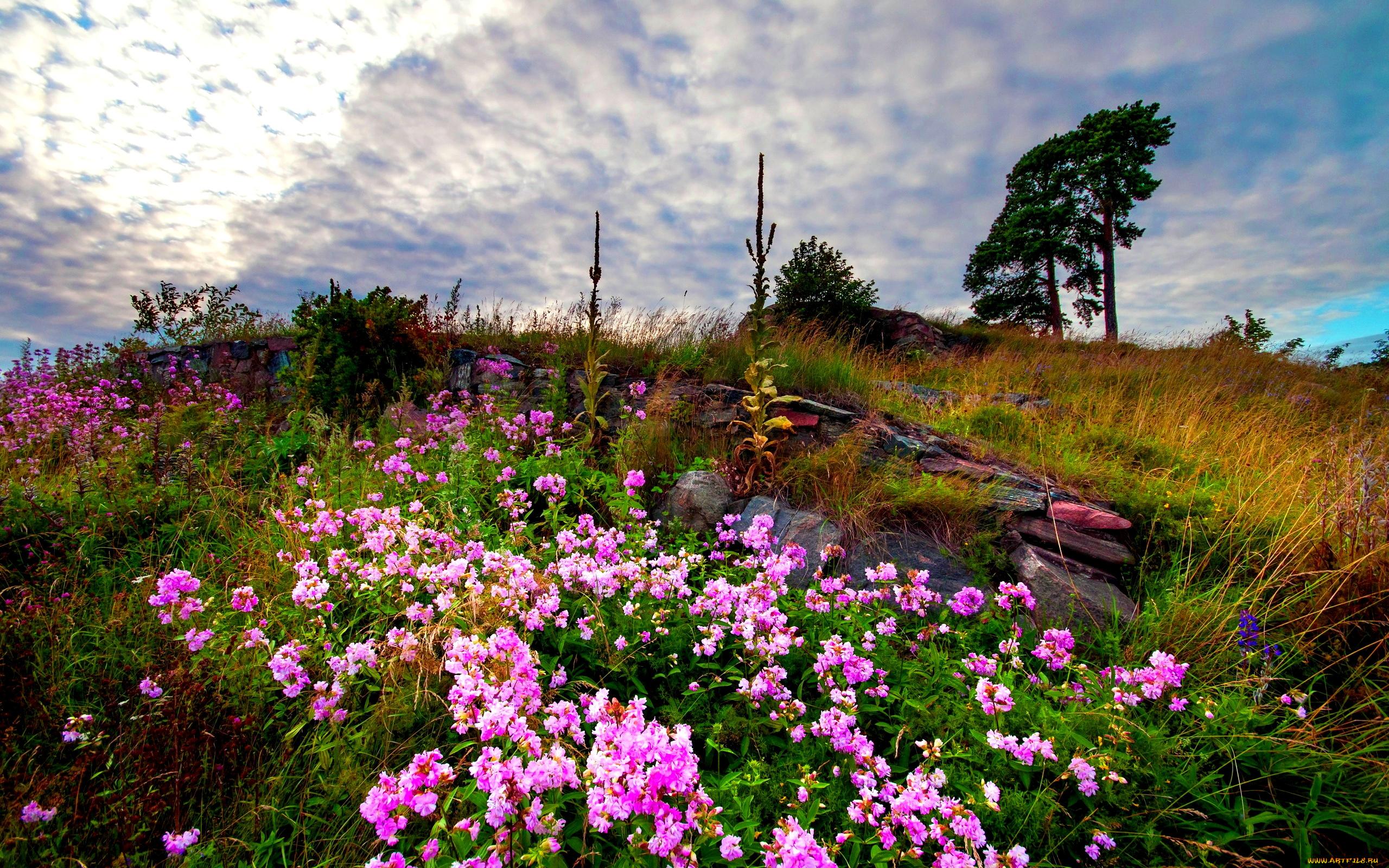 природа, луга, холм, луг, дерево, трава, цветы