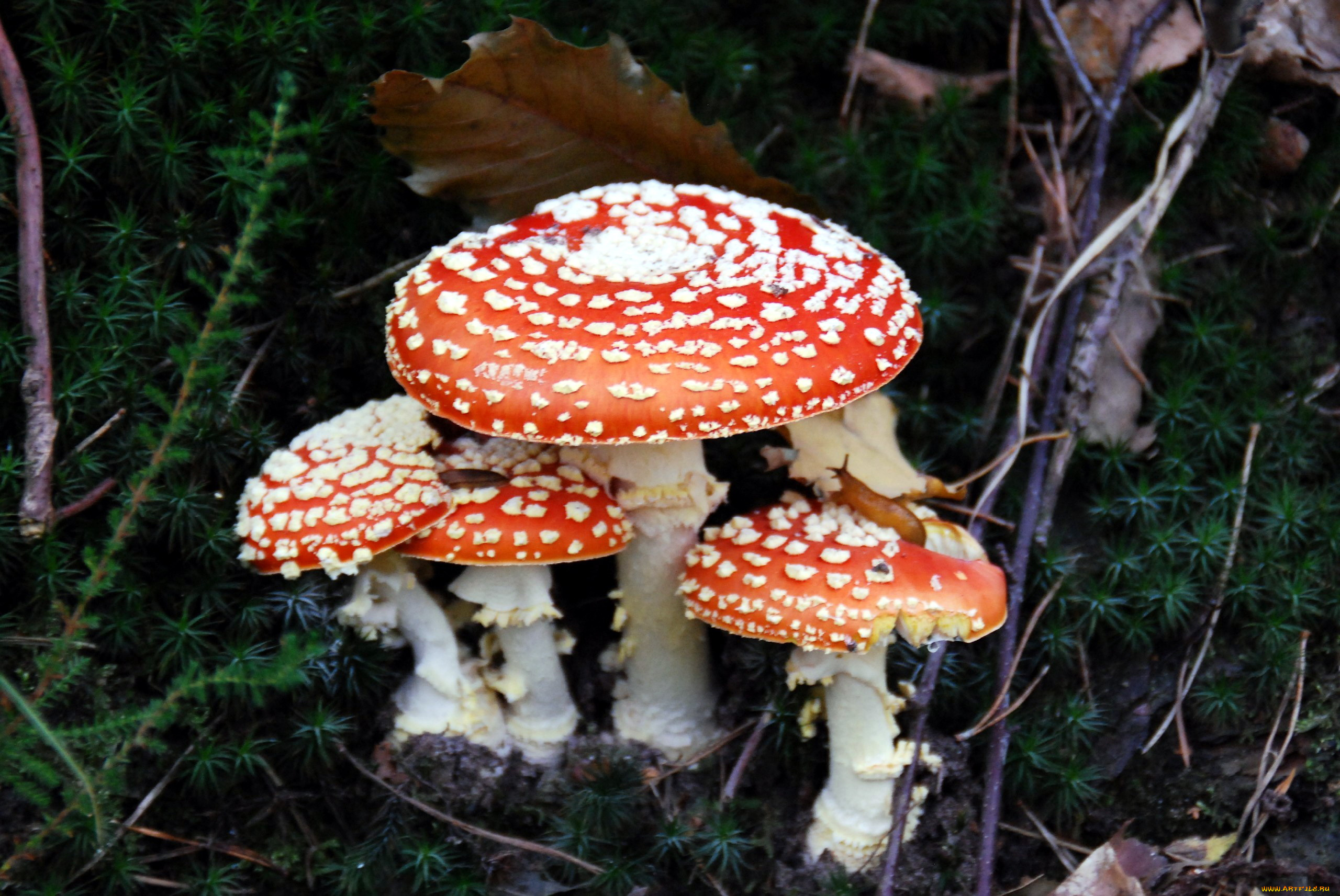 природа, грибы, мухомор, семейка