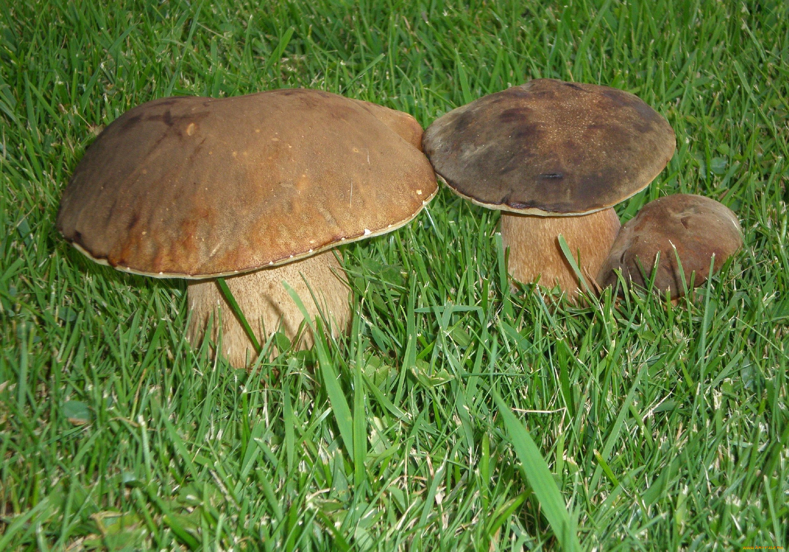 природа, грибы, семейка