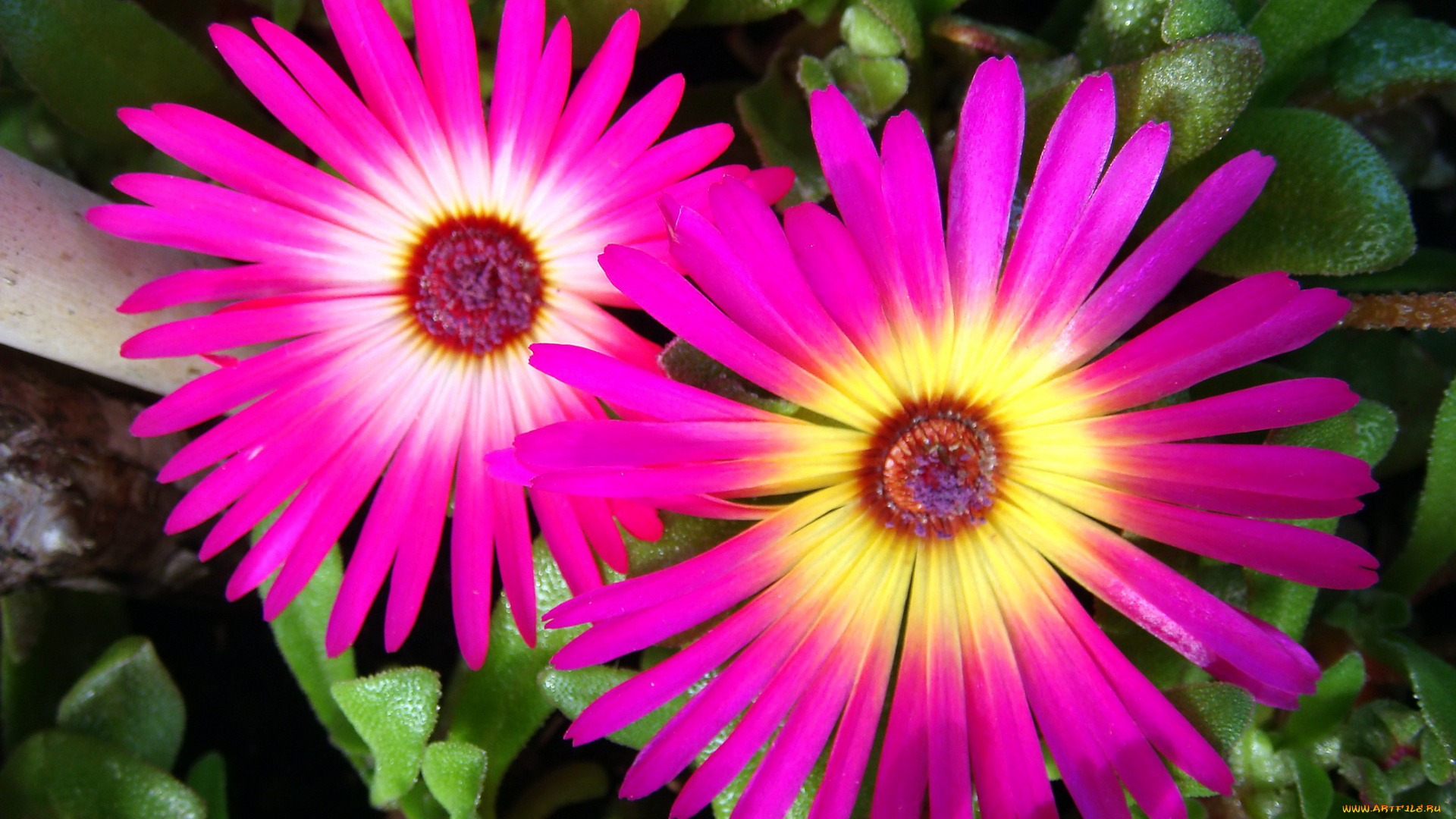 цветы, аизовые, mesembryanthemum, ливингстон, ромашки