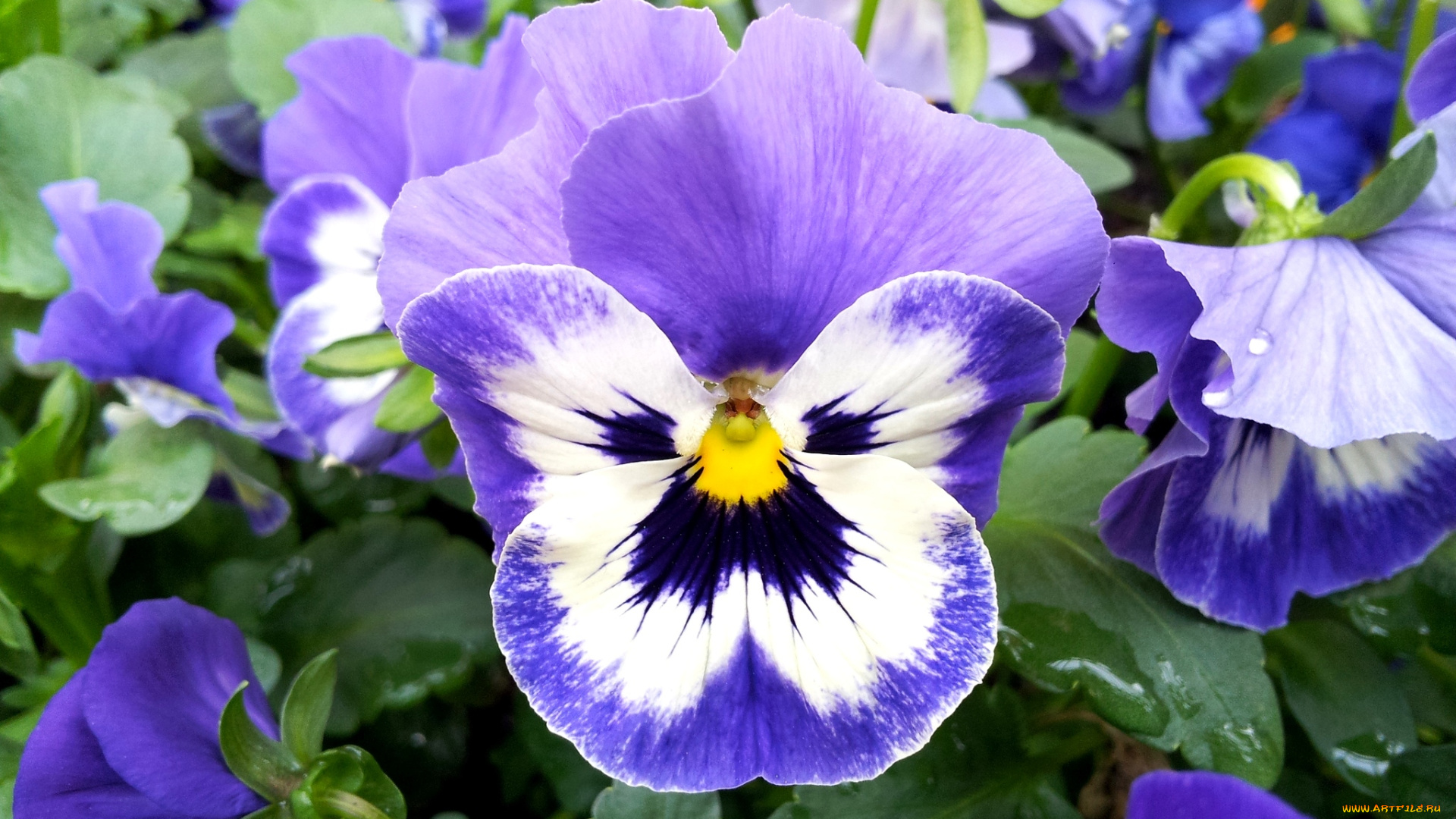 цветы, анютины, глазки, , садовые, фиалки, макро