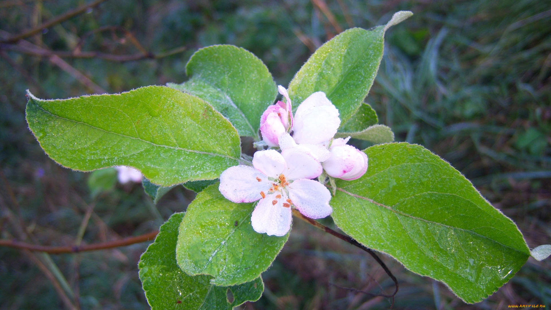 цветы, цветущие, деревья, , , кустарники, капли, роса, листья, цветок, утро, яблоня