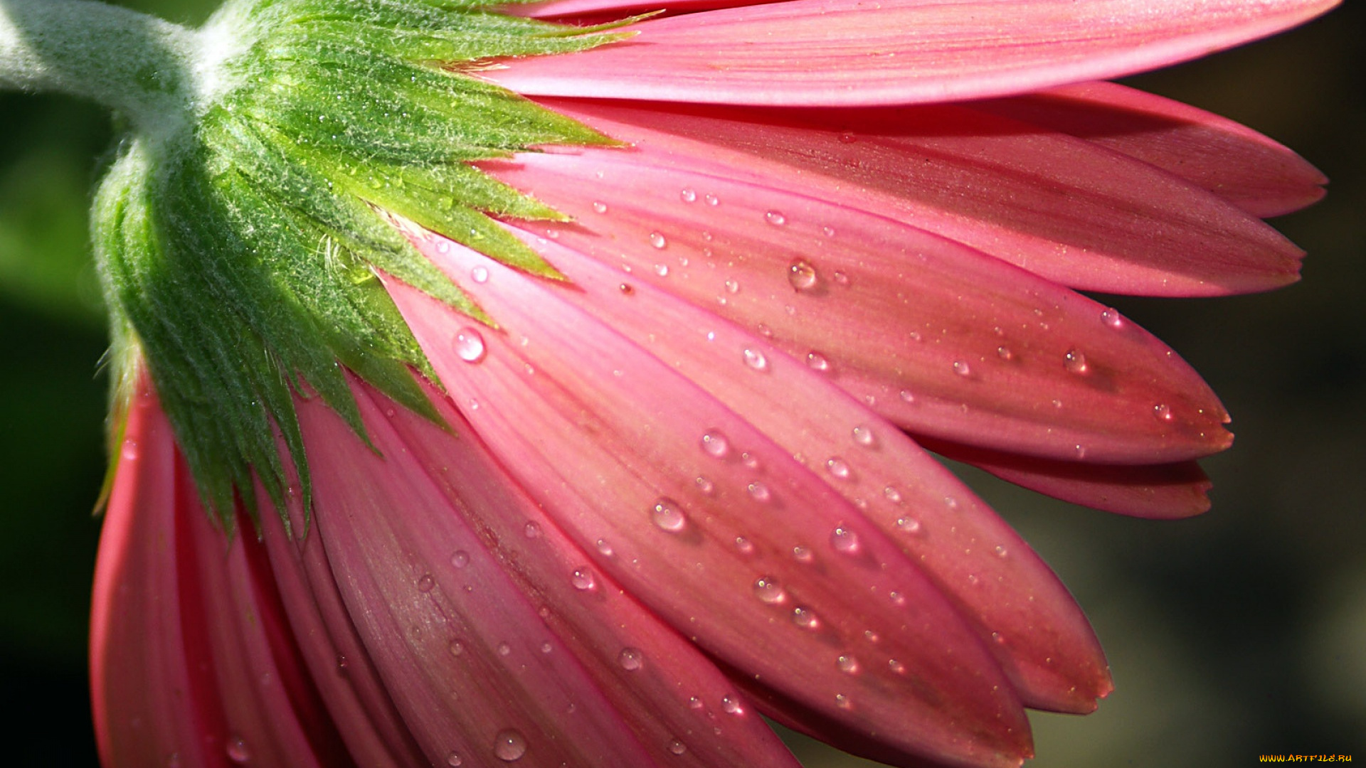 цветы, герберы, бутон, лепестки