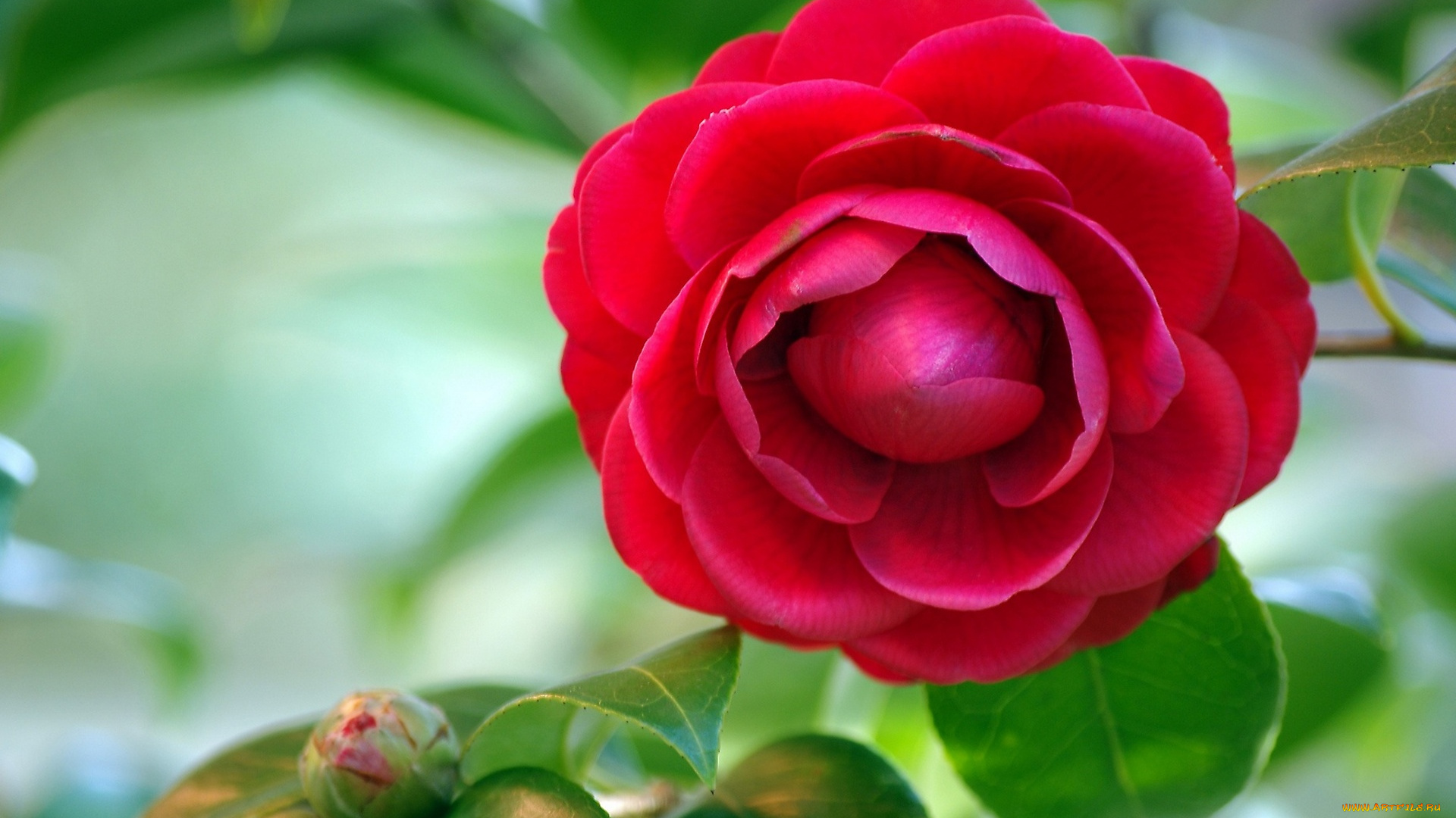 цветы, колеусы, , каладиумы, красная, камелия