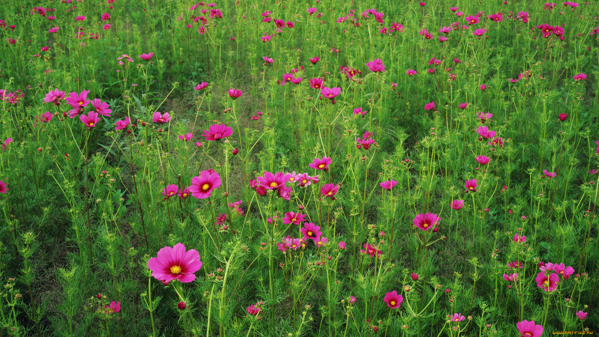 цветы, космея, флора, поле