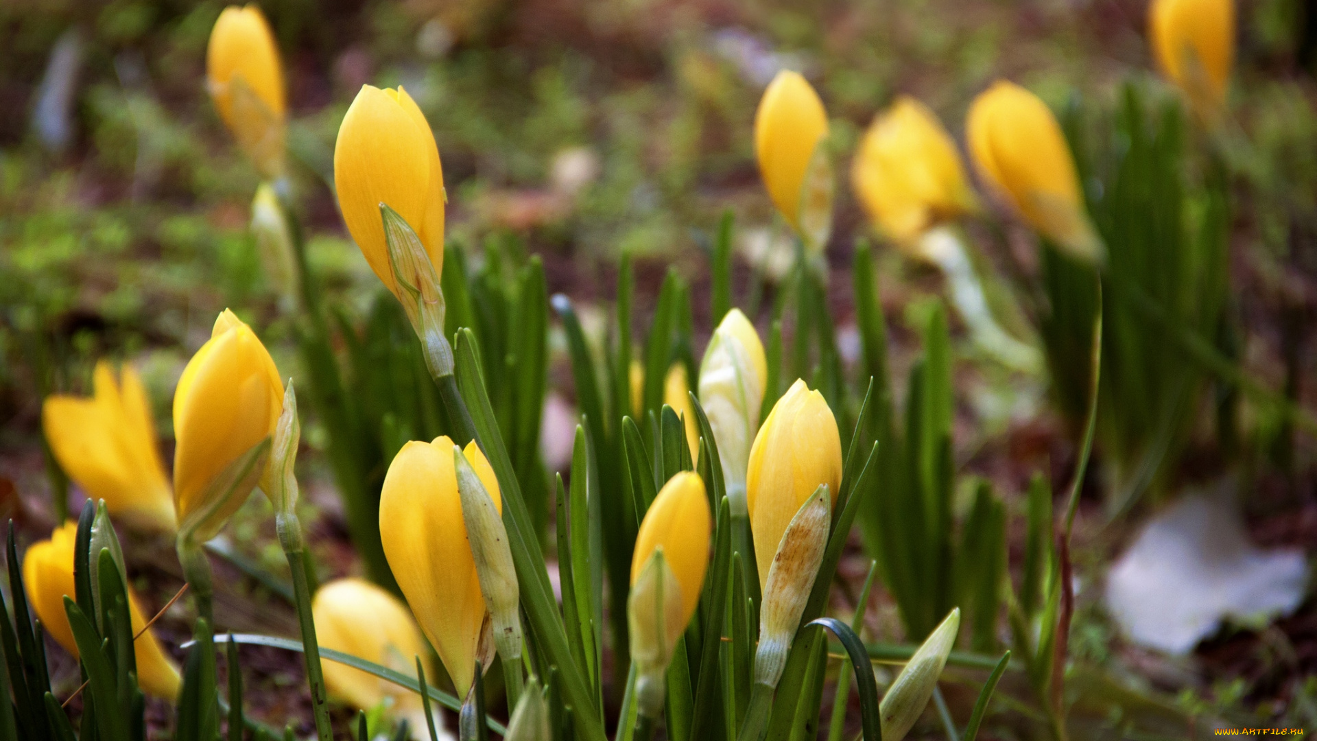 цветы, крокусы, весна