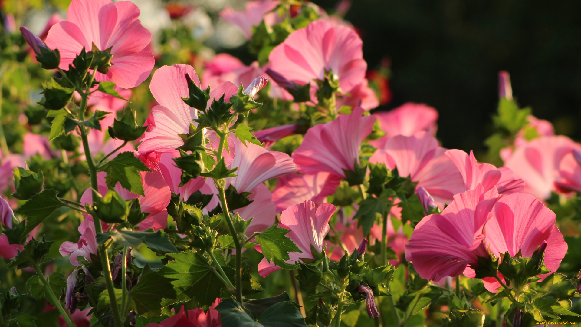 цветы, лаватера, розовый