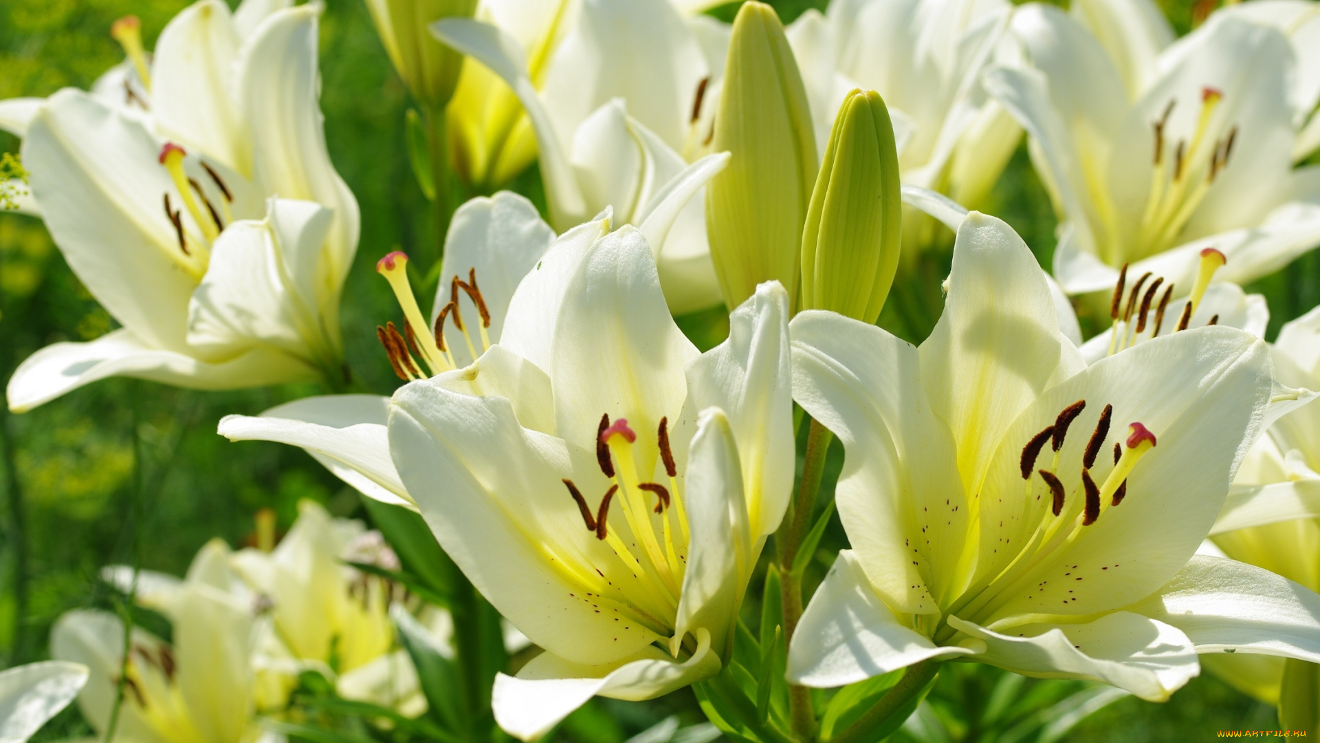 цветы, лилии, , лилейники, свет