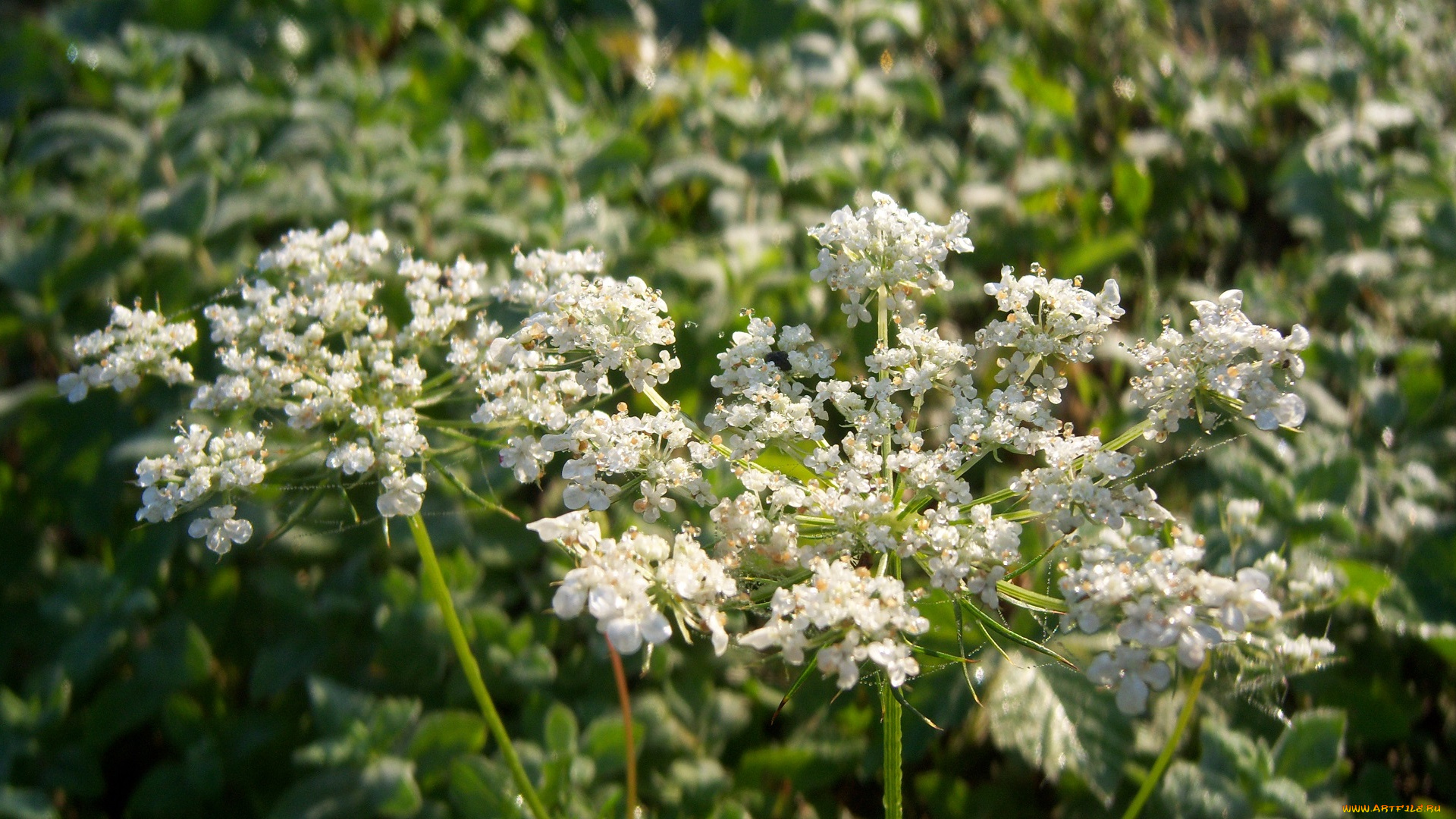 цветы, луговые, , полевые, , цветы, луговые, белые, зонтики, мелкие
